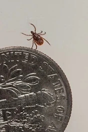 Deer ticks are very small