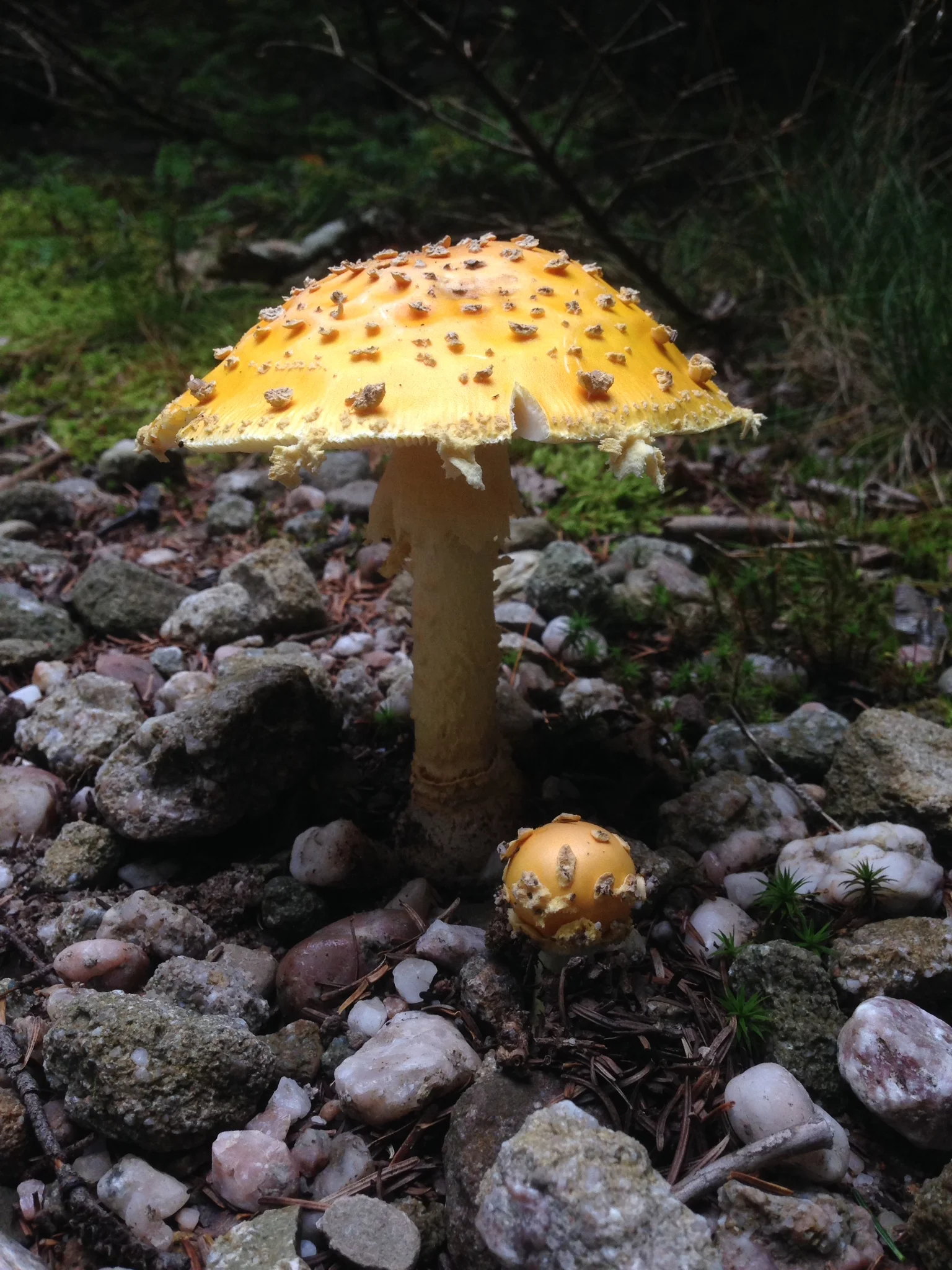 Wet conditions in the Catskills have brought many interesting fungi out in the open.