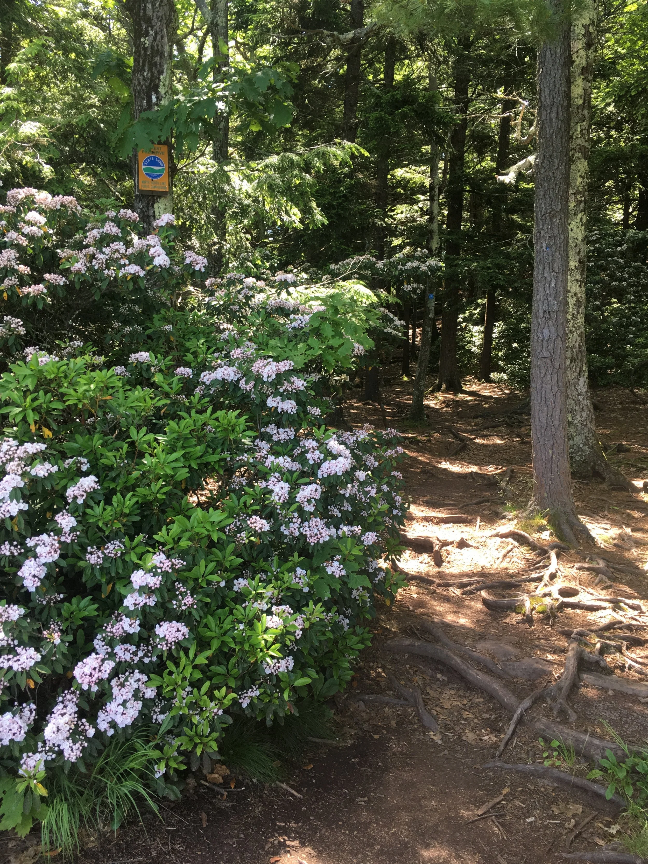 Mountain laurel in bloom is a sign of the season