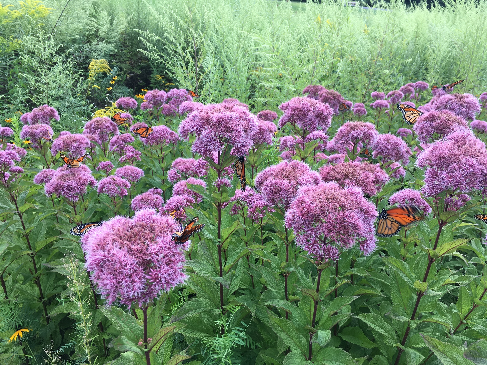 Monarch butterflies are on the move this time of year.