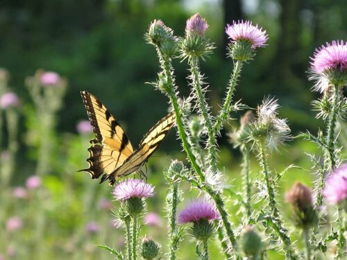 Tiger swallowtail butterflies are around this time of year! Want to attract more butterflies and other pollinators to your garden? Planting native species of flowers and plants is a great outdoor activity that helps our local ecosystem! More local information here .