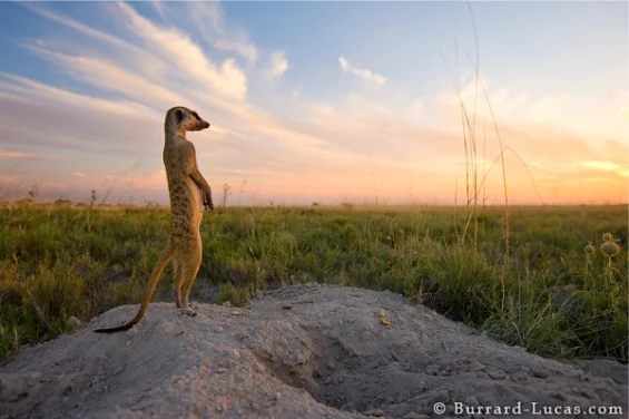 meerkat.jpg