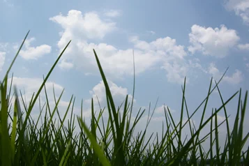 Environment