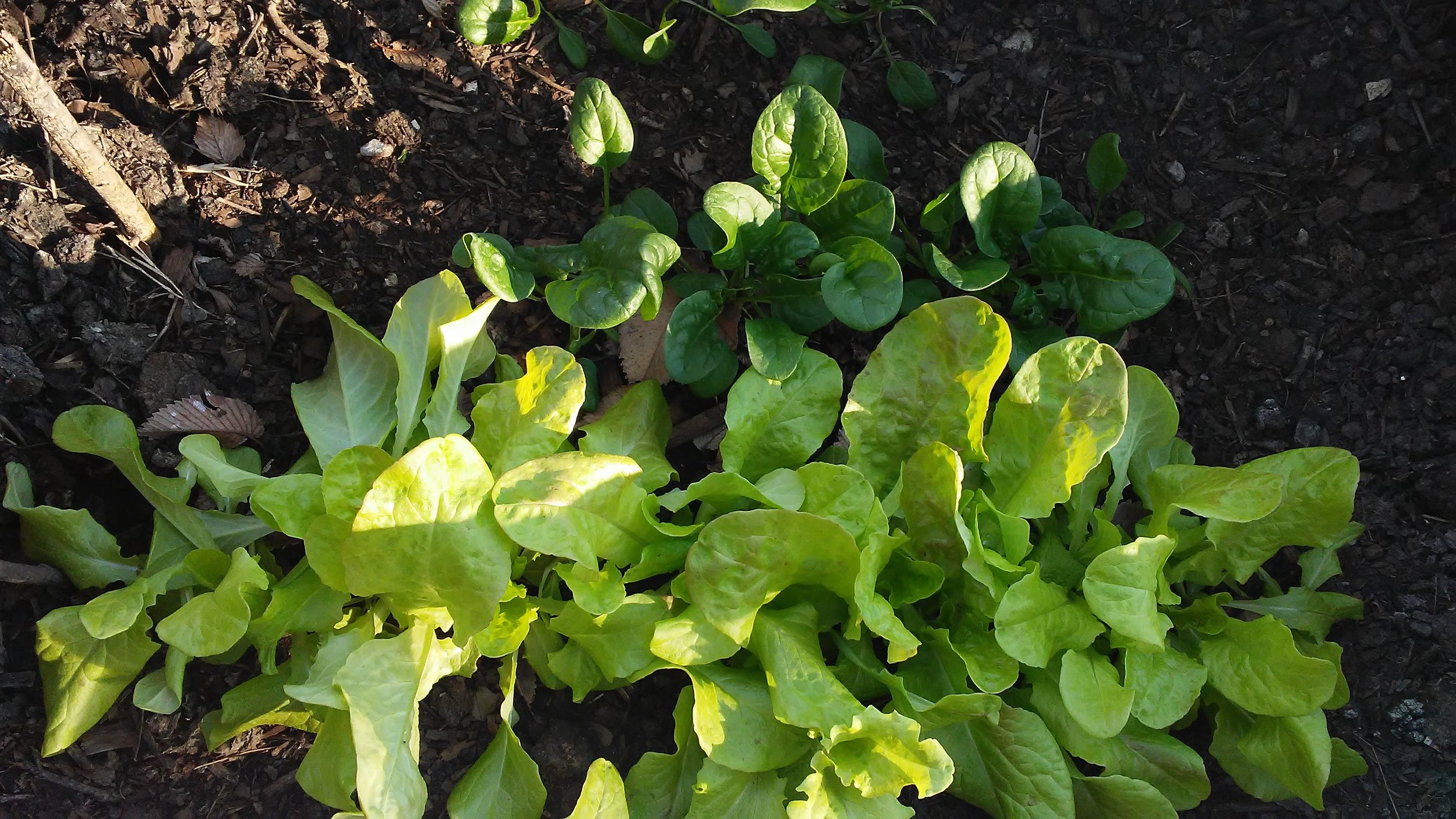 spinach and lettuce