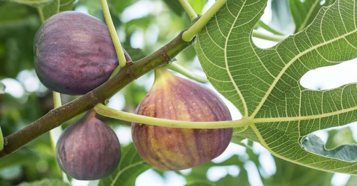 Reflections on the fig tree