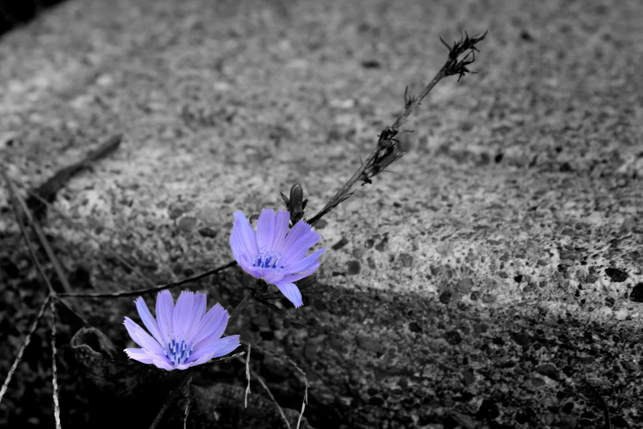 flowers.jpg
