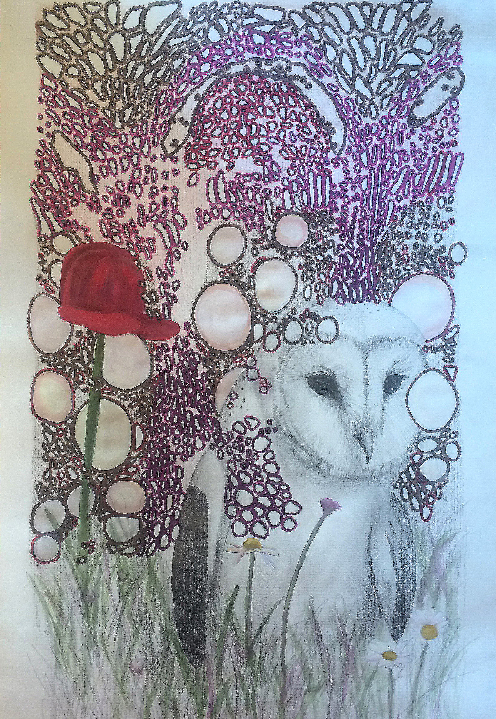 Plantae Tyto