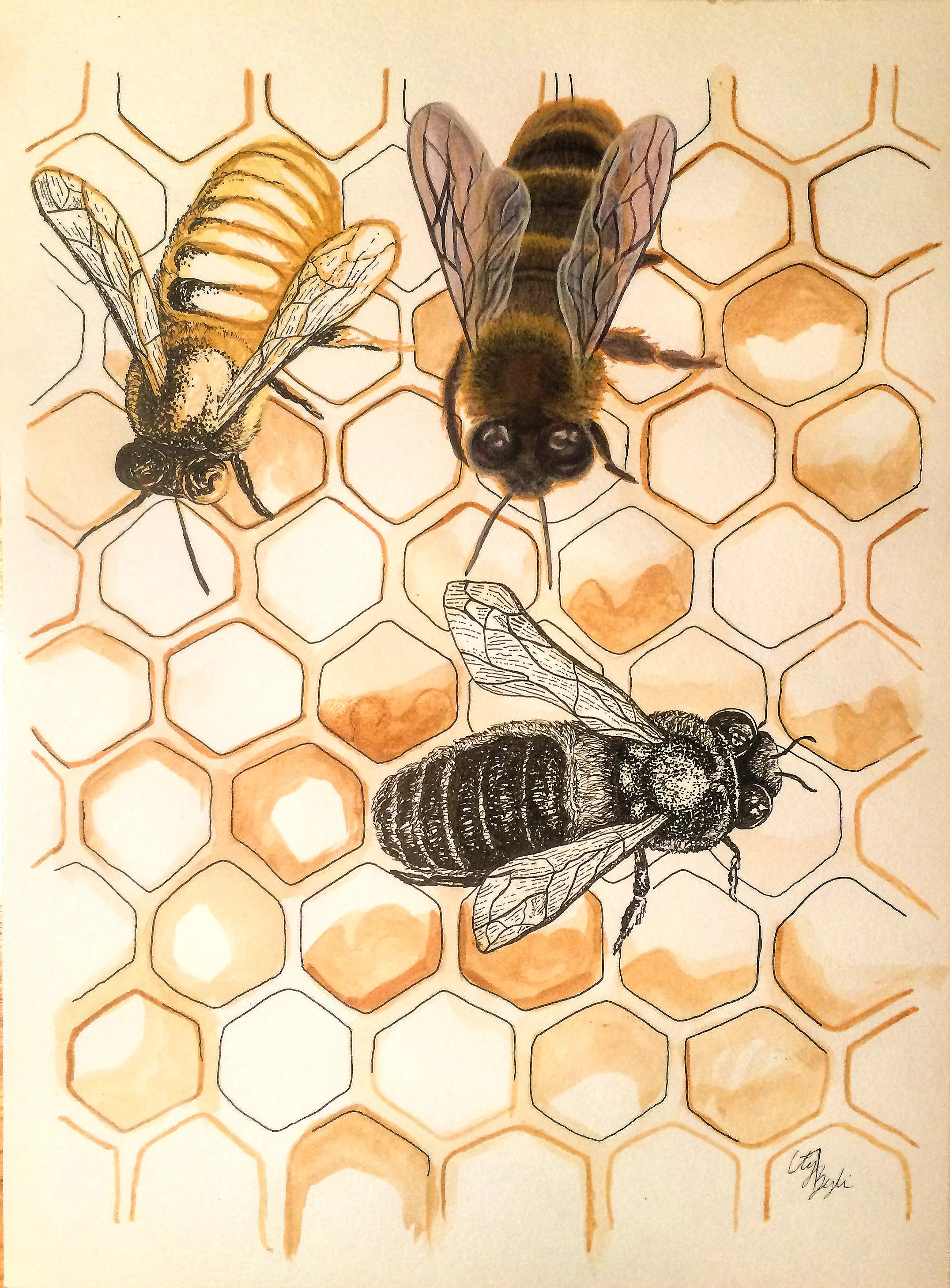 Apis