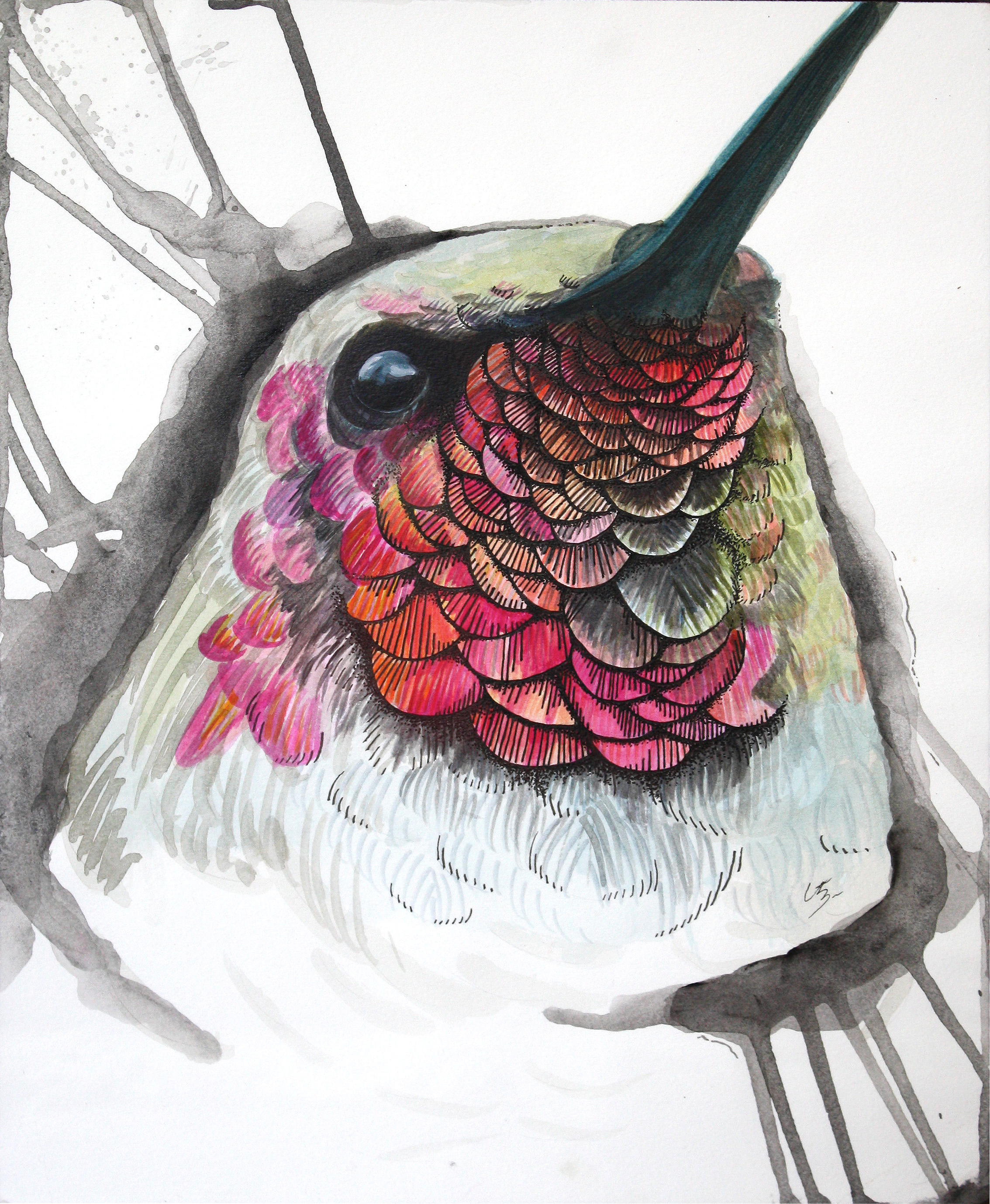 Trochilidae