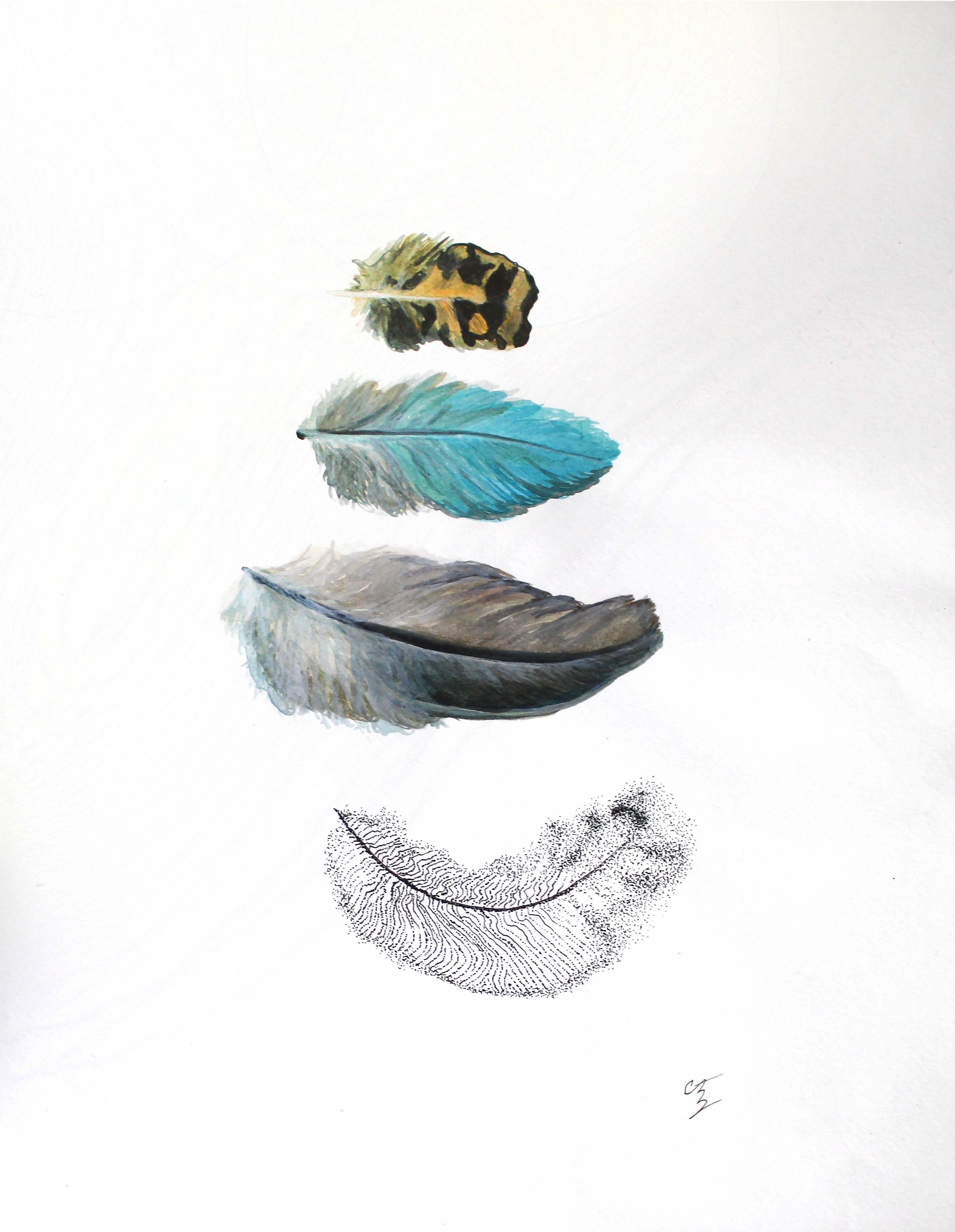 Pluma: Variis Pen & ink, acrylic on paper 9" x 12"