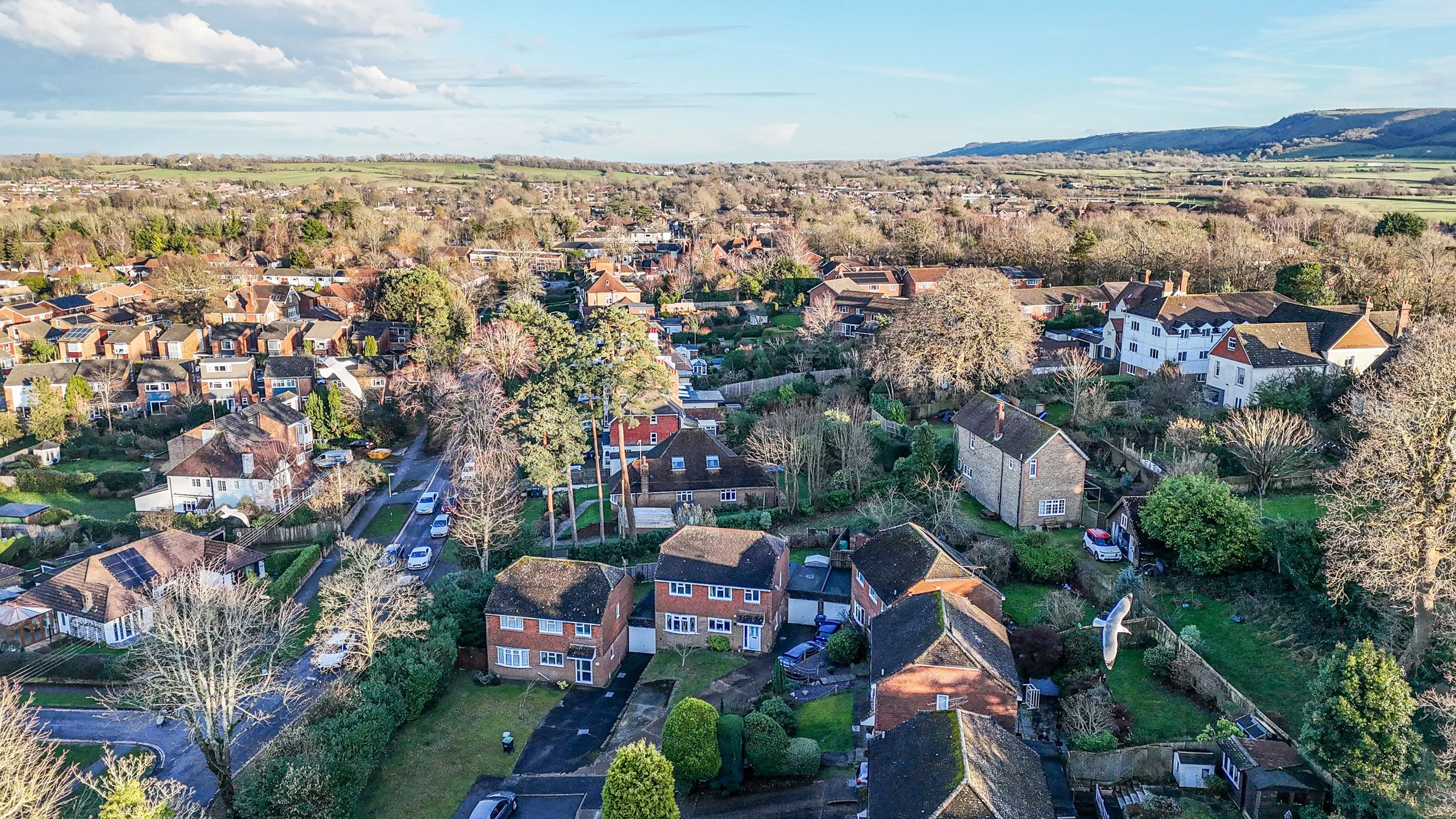 2 Pine Trees Drone5.jpg