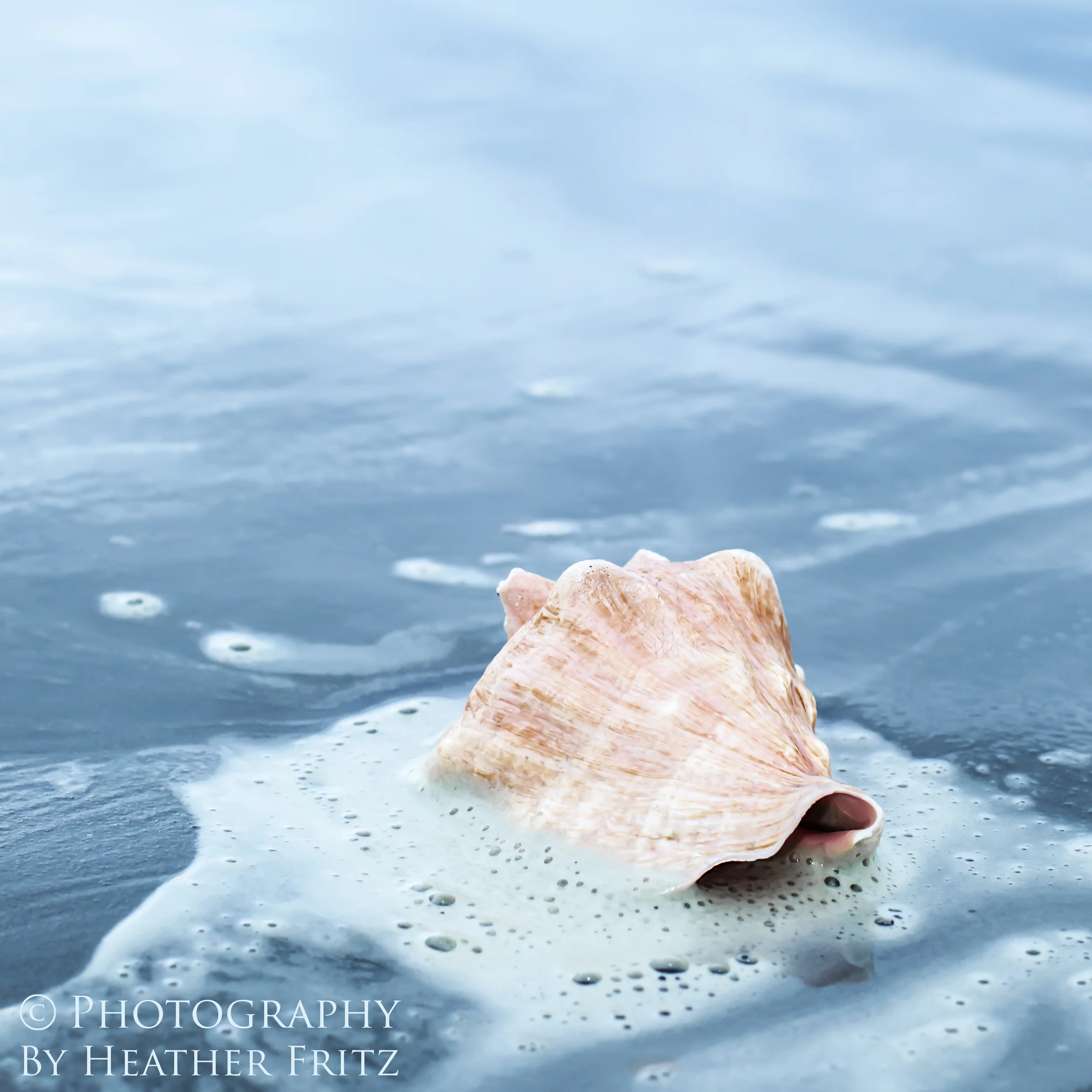 Conch Shell on the Beach, Resort Hilton Head Island