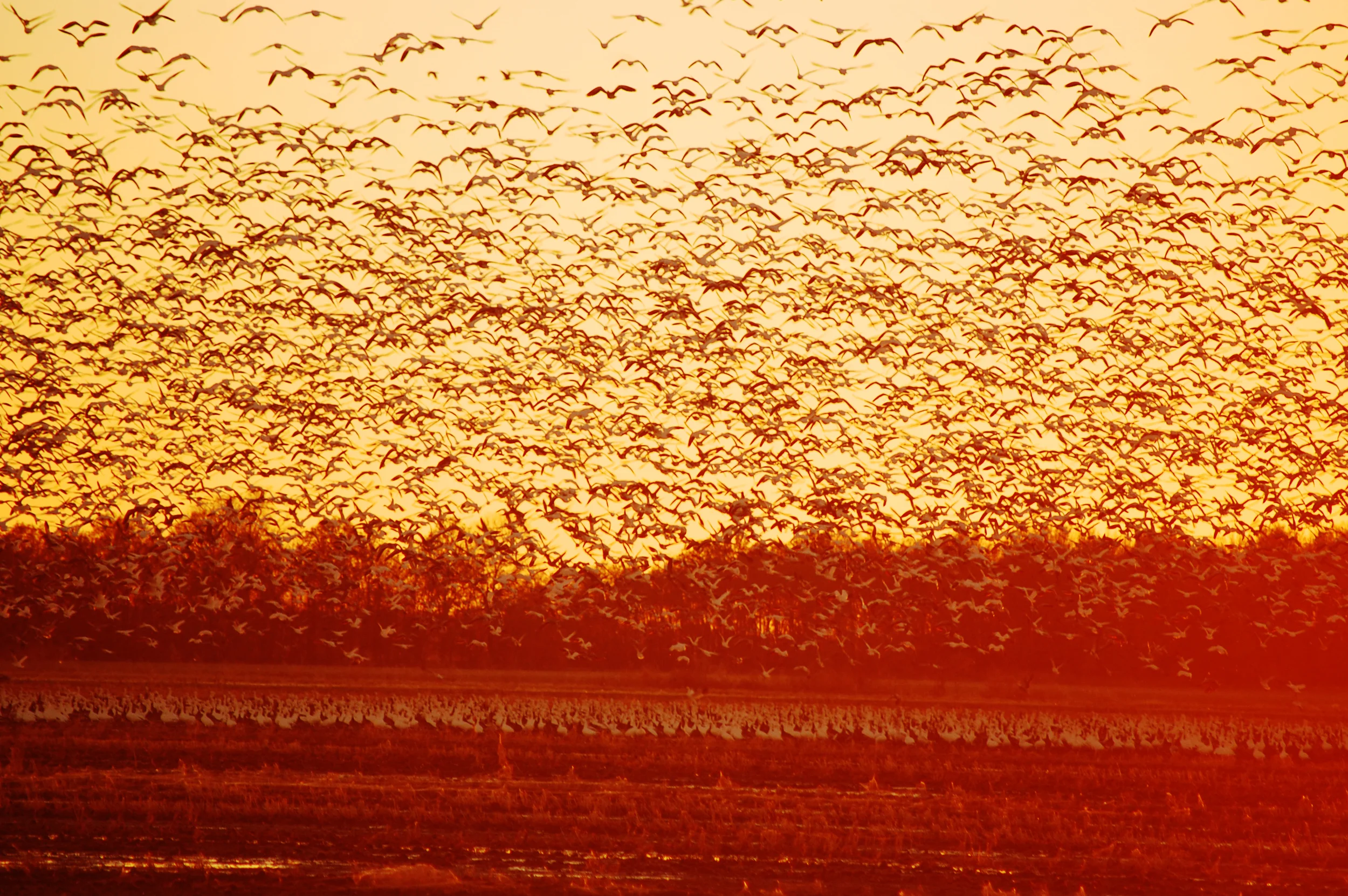 Migration on the Mississippi Delta