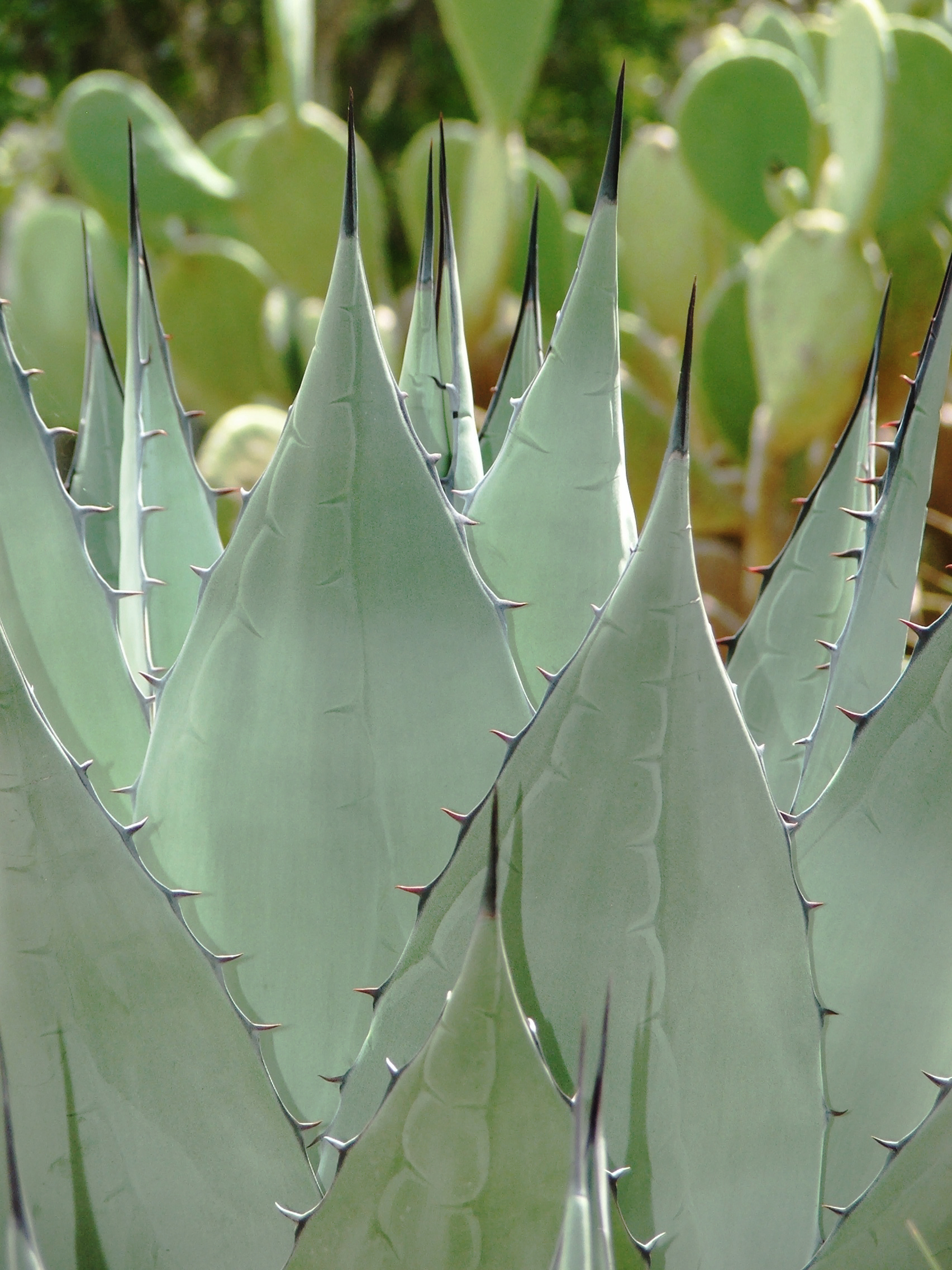 Cacti at Lady Bird Johnson Wildflower Center, Austin, Texas
