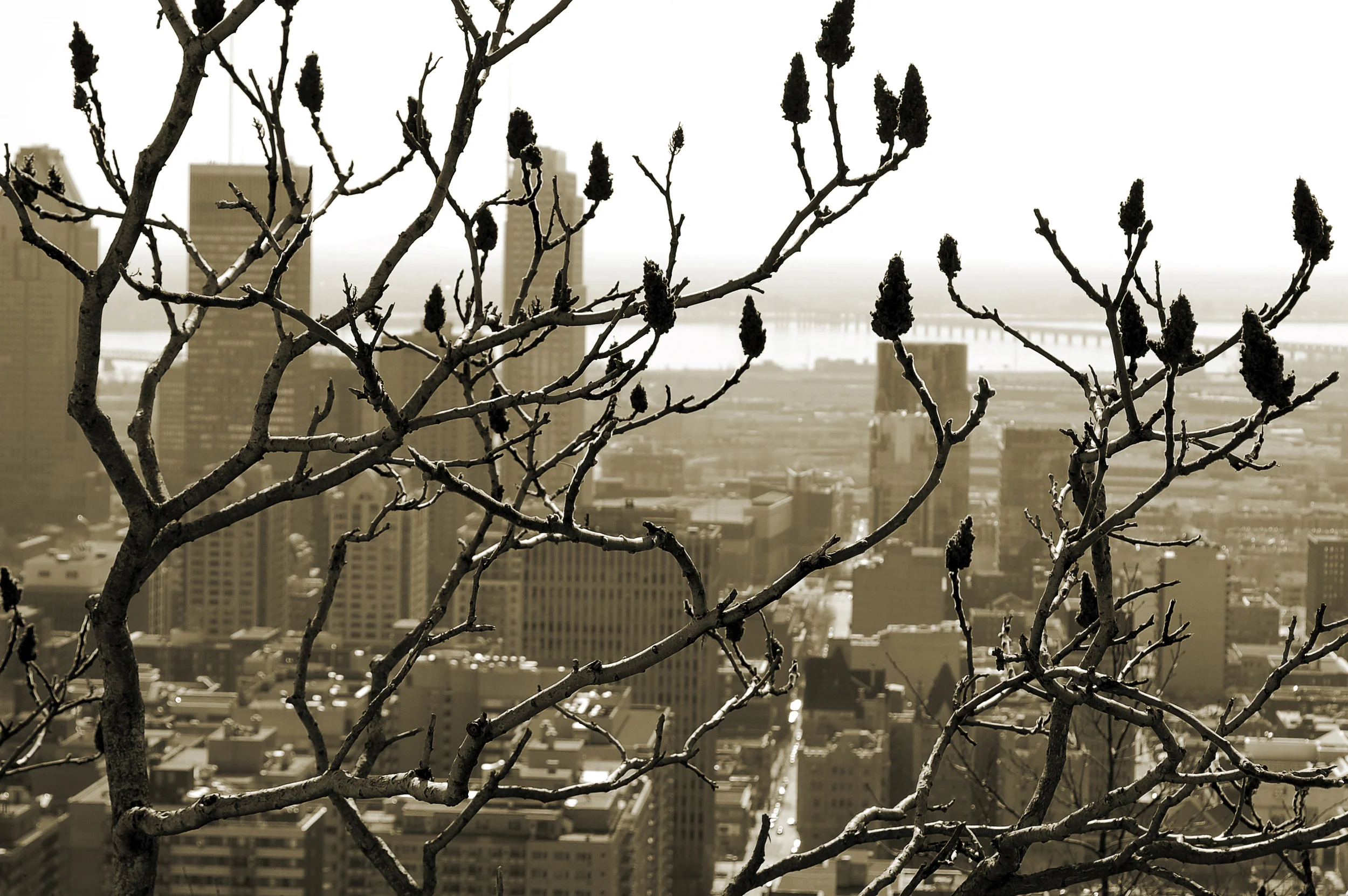 Montreal, Canada, The Plateau