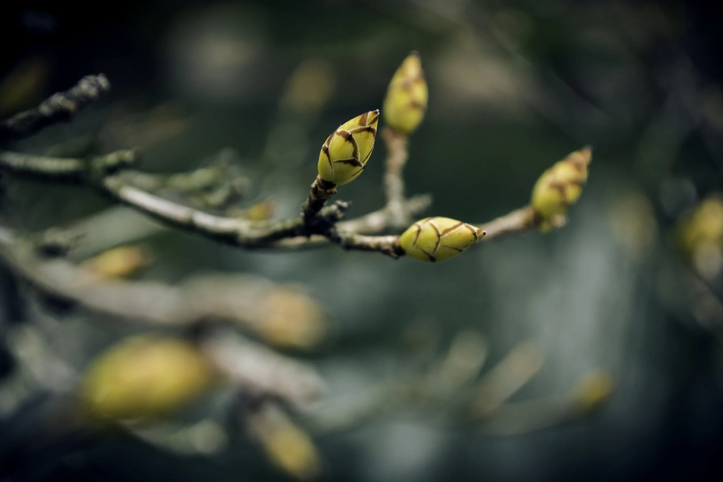 Buds_TealBkgnd.jpg