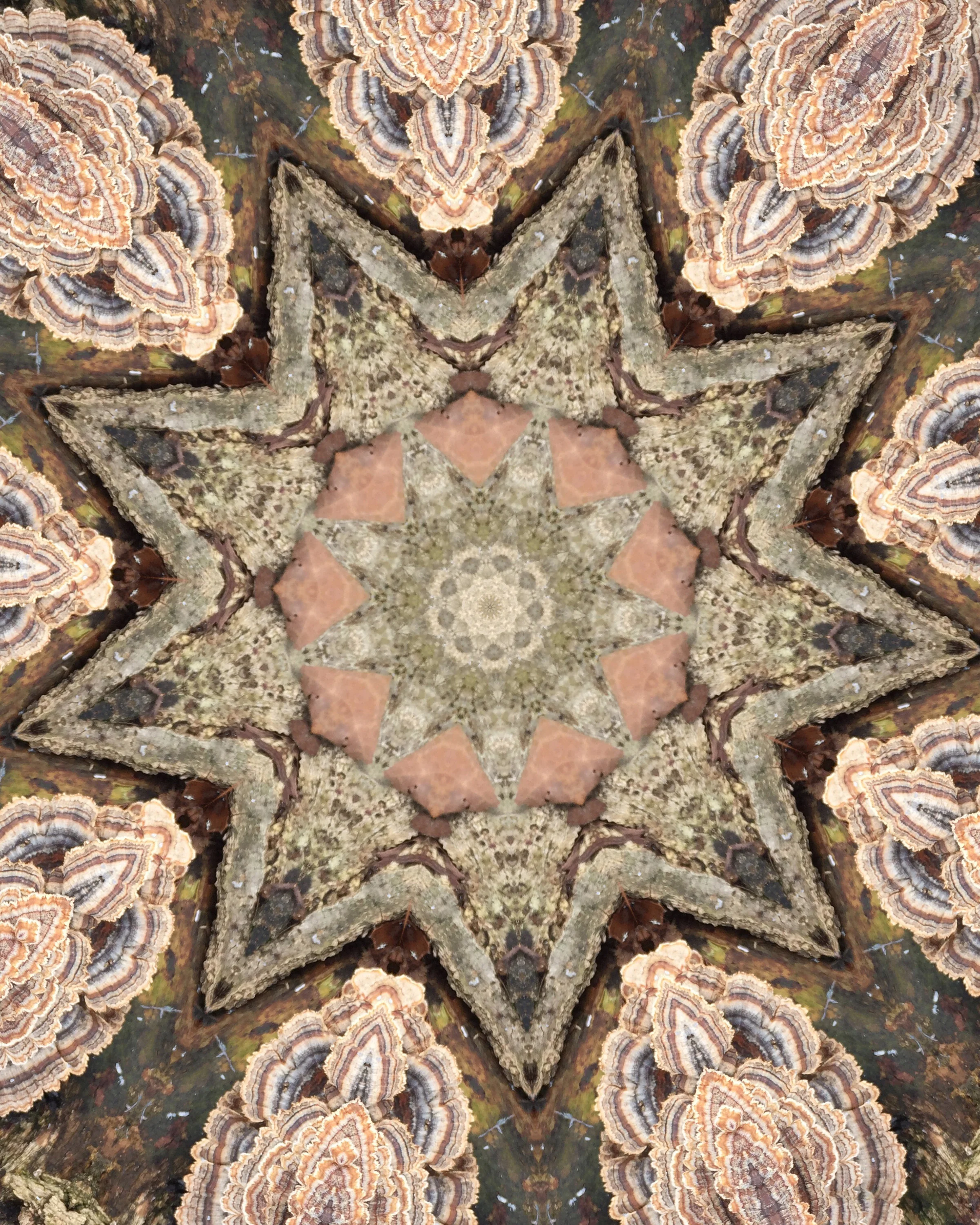 IMG_3644_FungiMandala_8x10_sRGB_Jpg10.jpg
