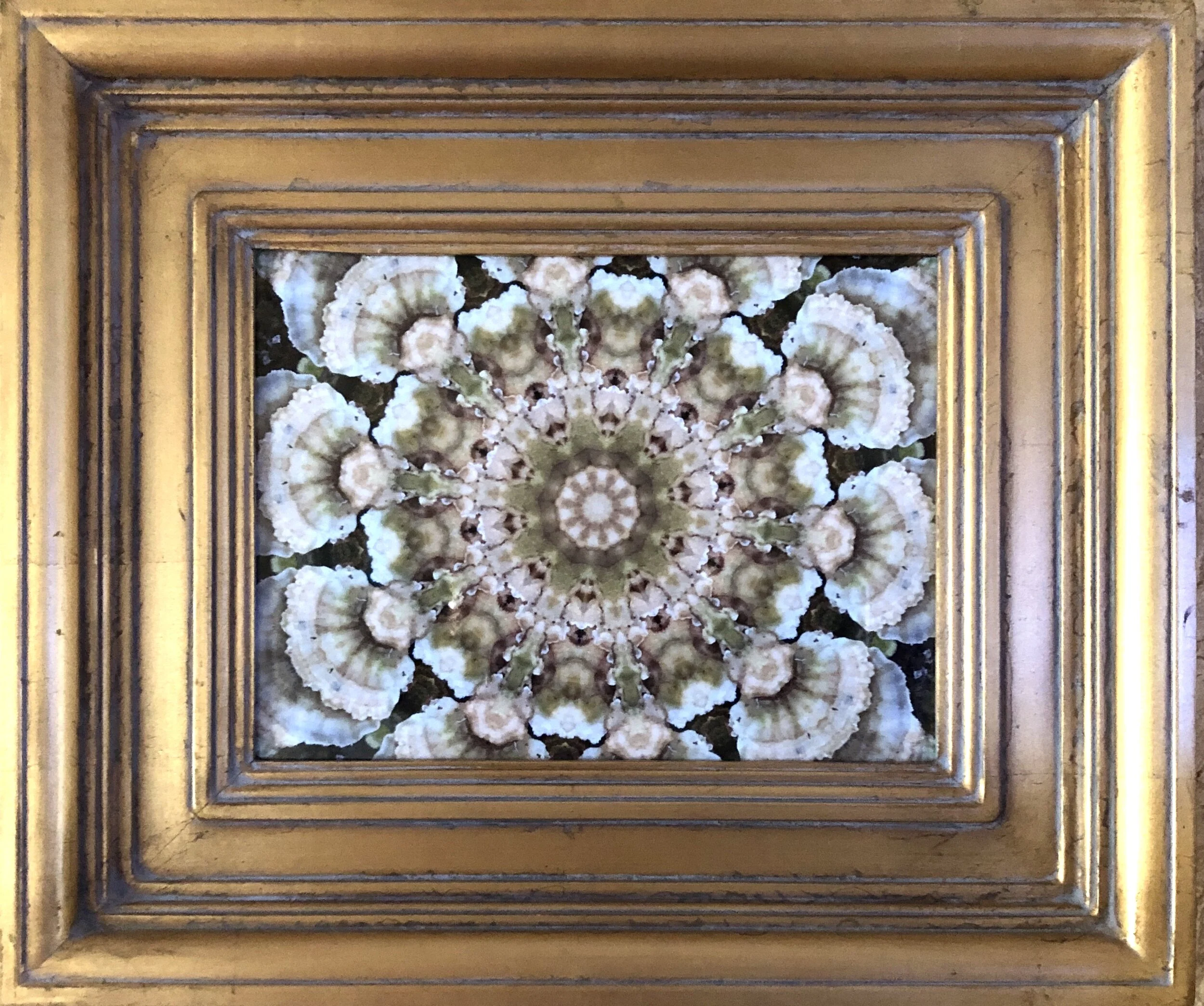 Fungi Framed Fine Art Print - 16.25"x19"