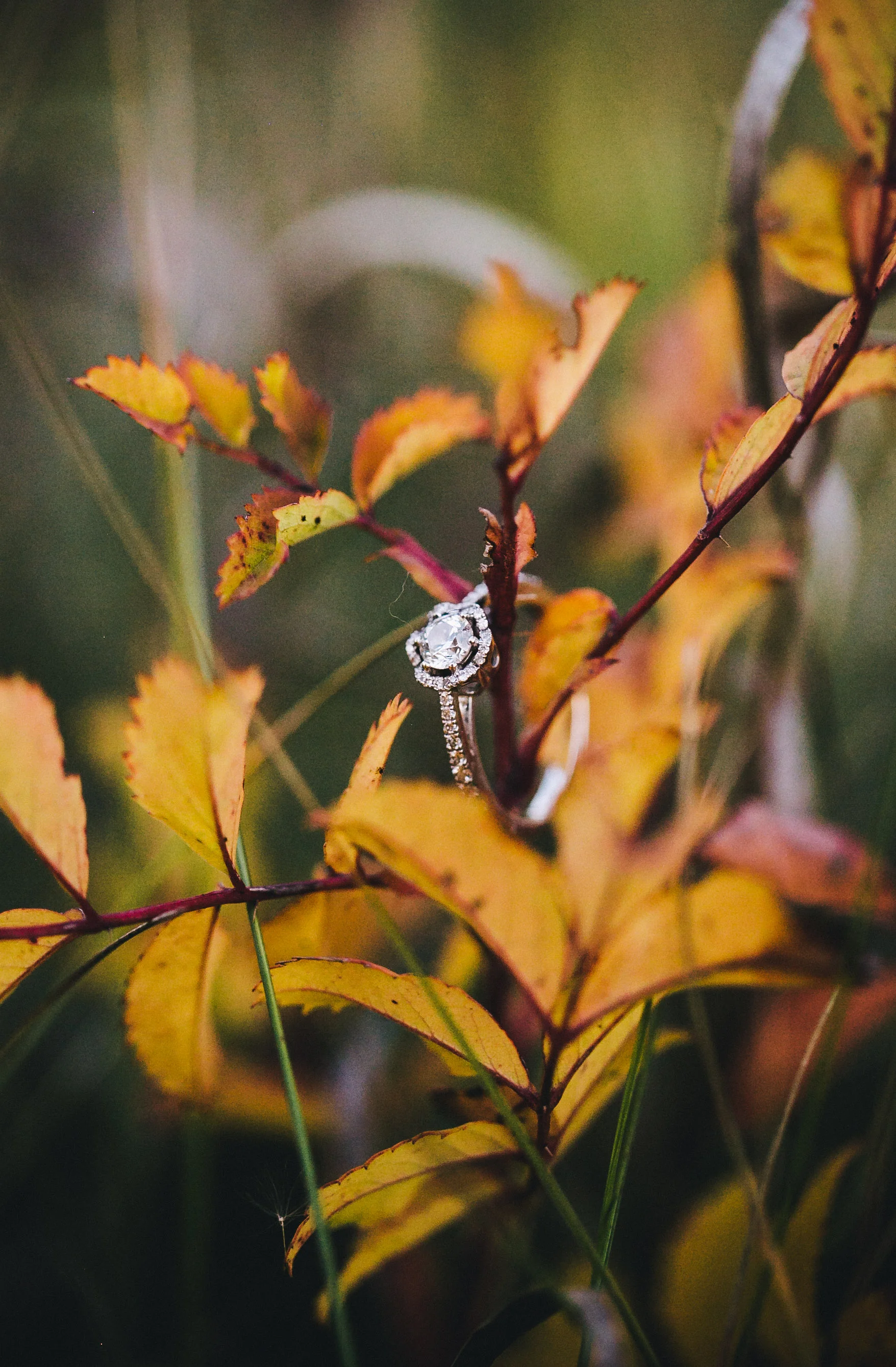 CourtneyDarrenEngagement-34.jpg