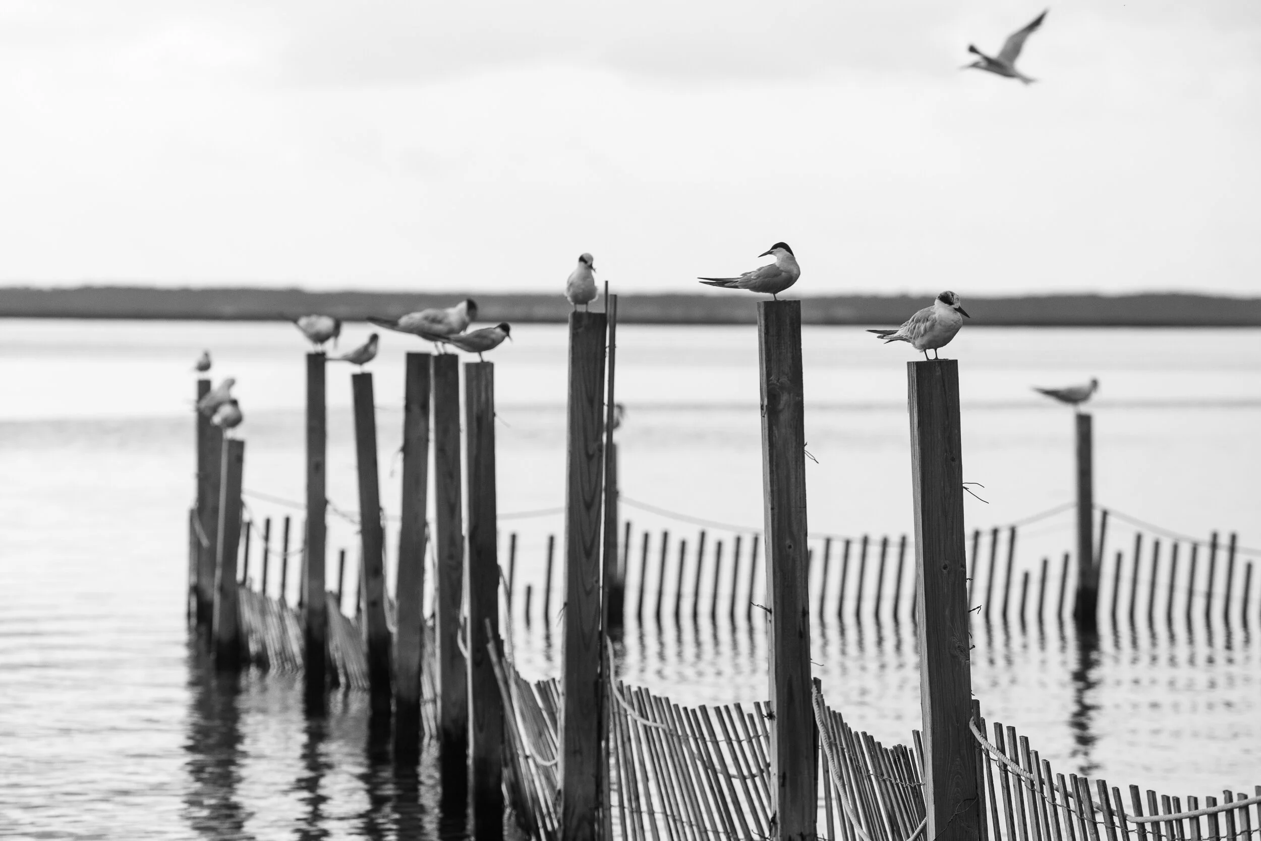 Barnegat Light-16.jpg