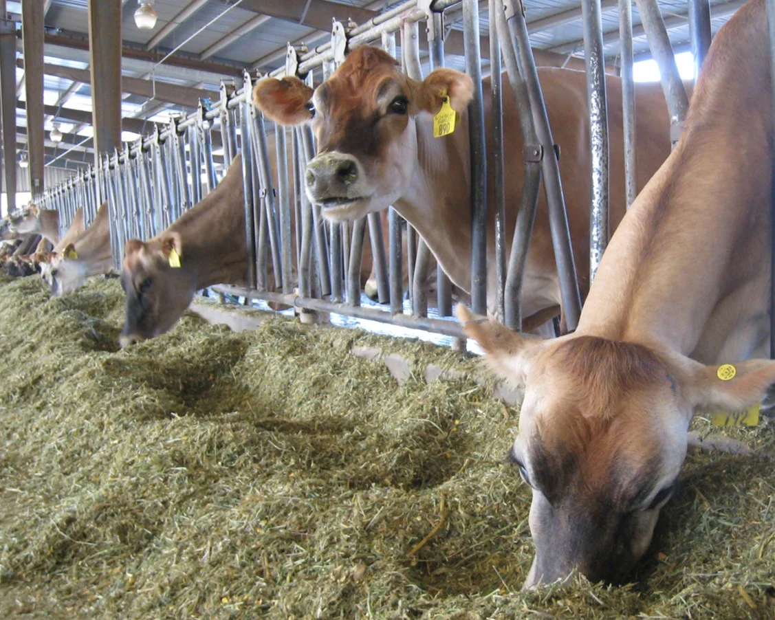 Cow.jpg