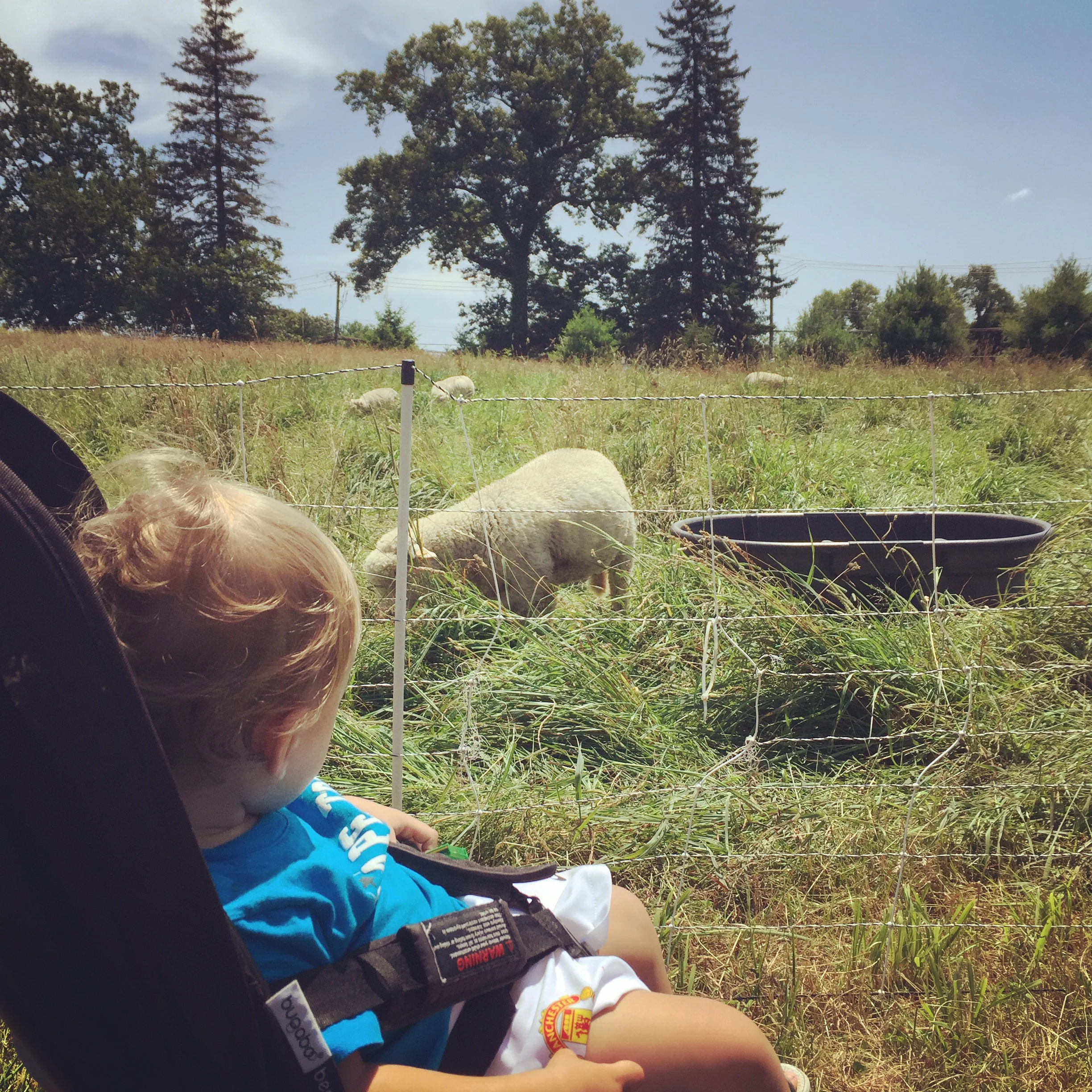 Stone Barns: Wednesday - Sunday