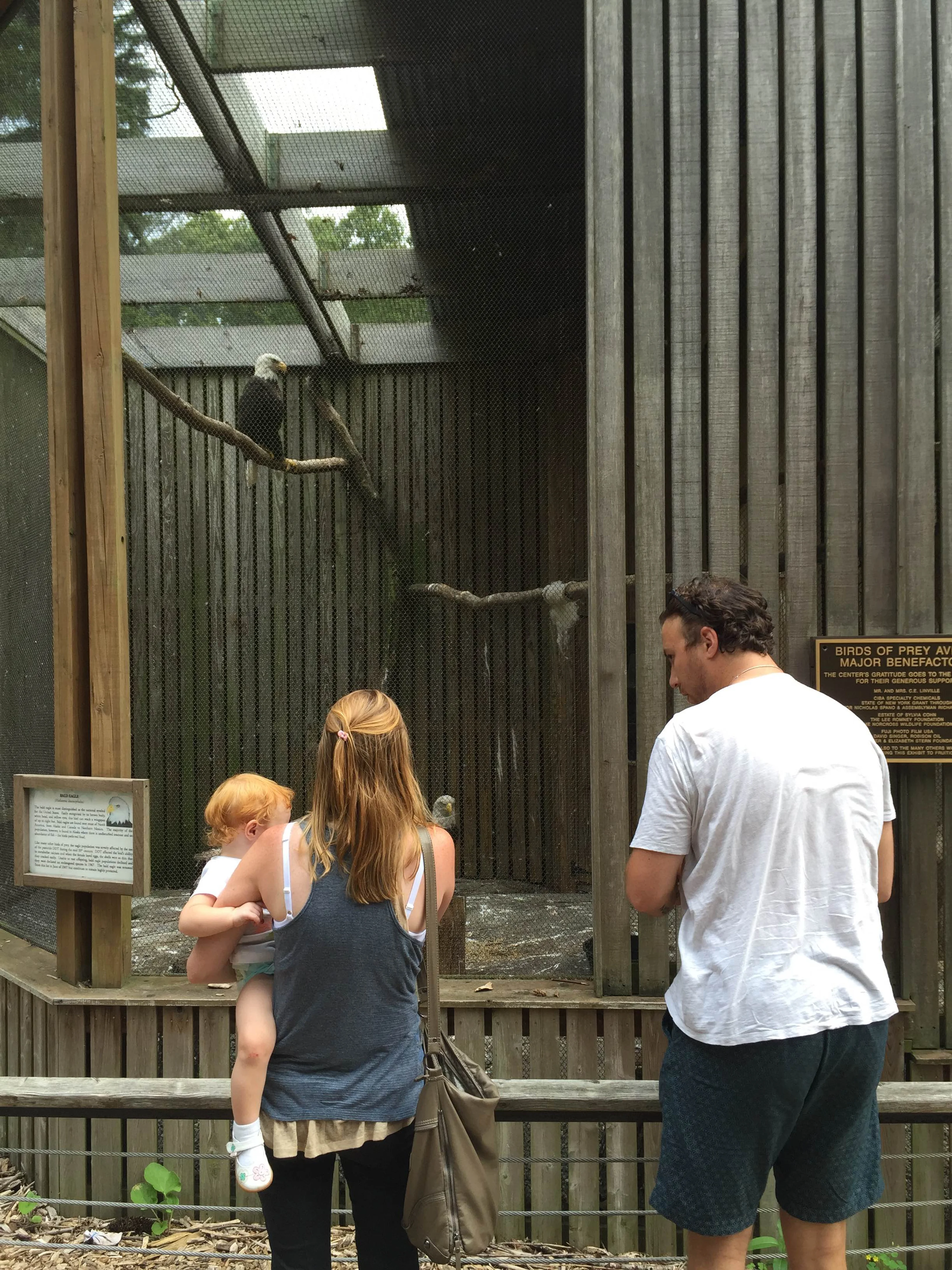 The American Eagles, one of the birds of prey they have on display.