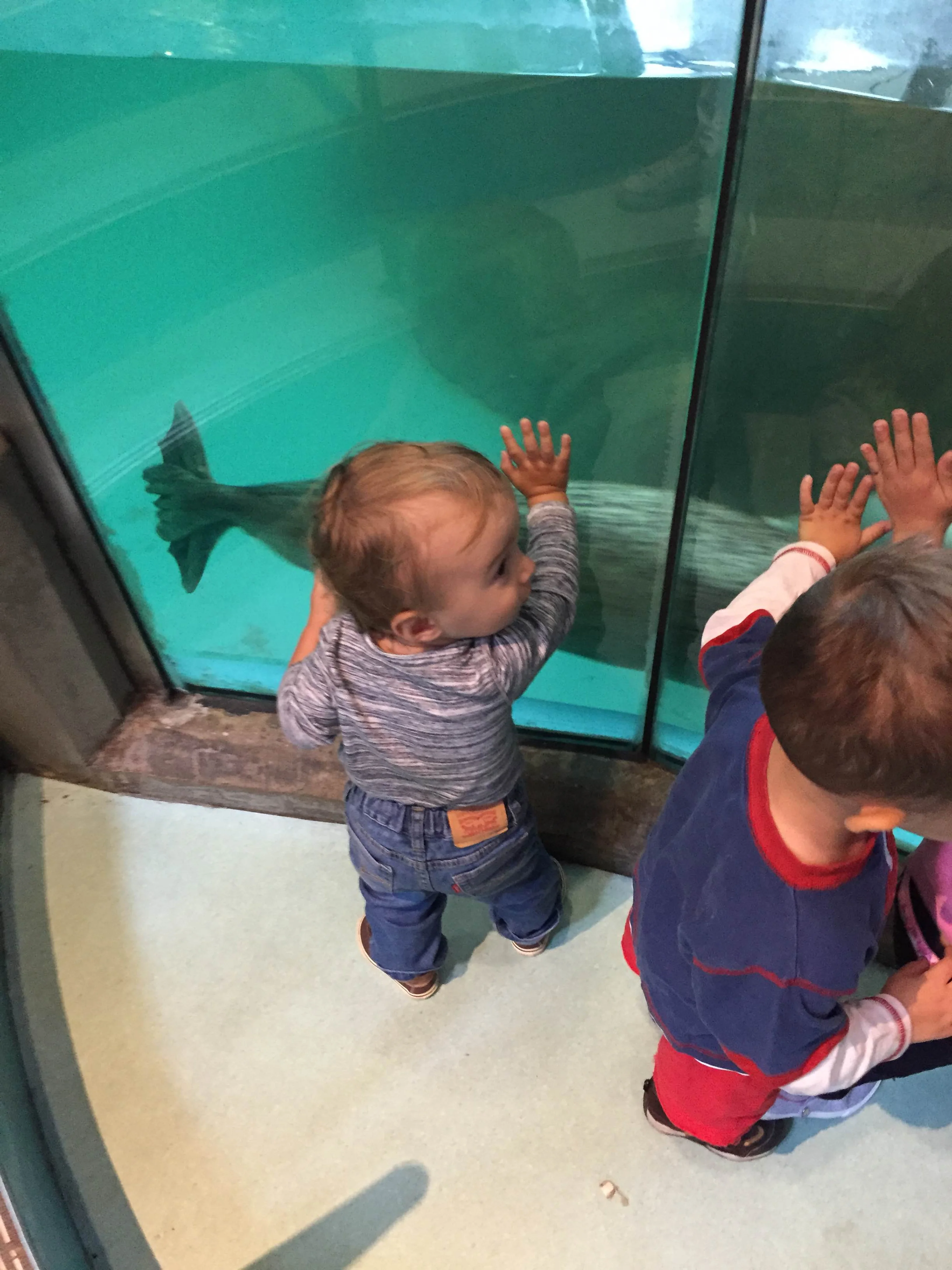 Come and see the seals be fed