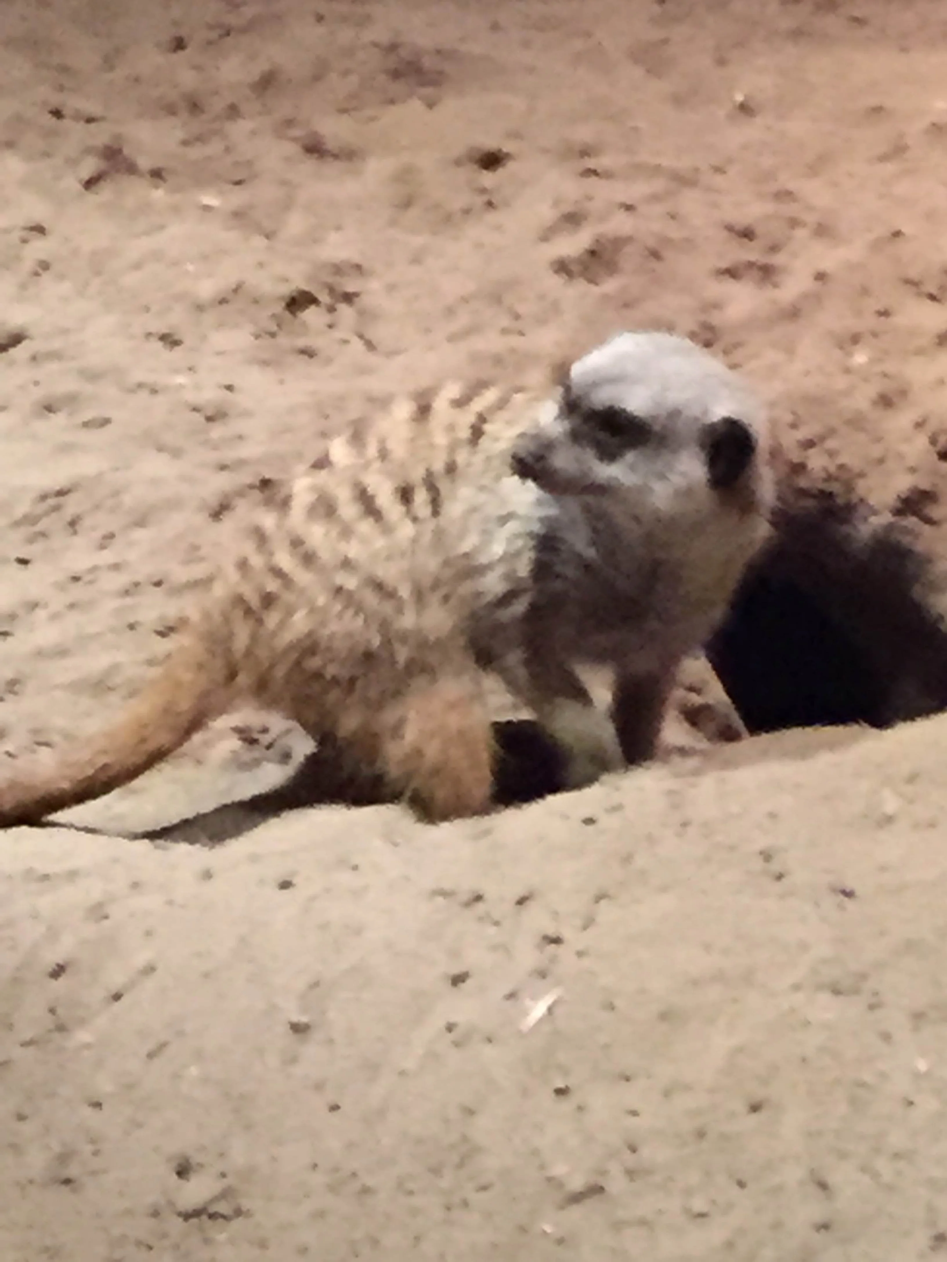 Meerkats