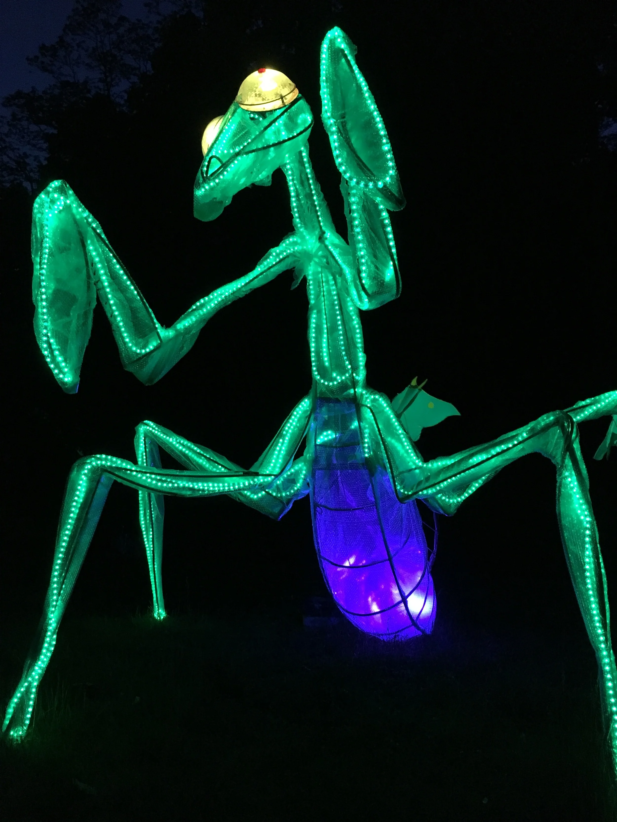 Celebrate Spring's colors at Lightscapes