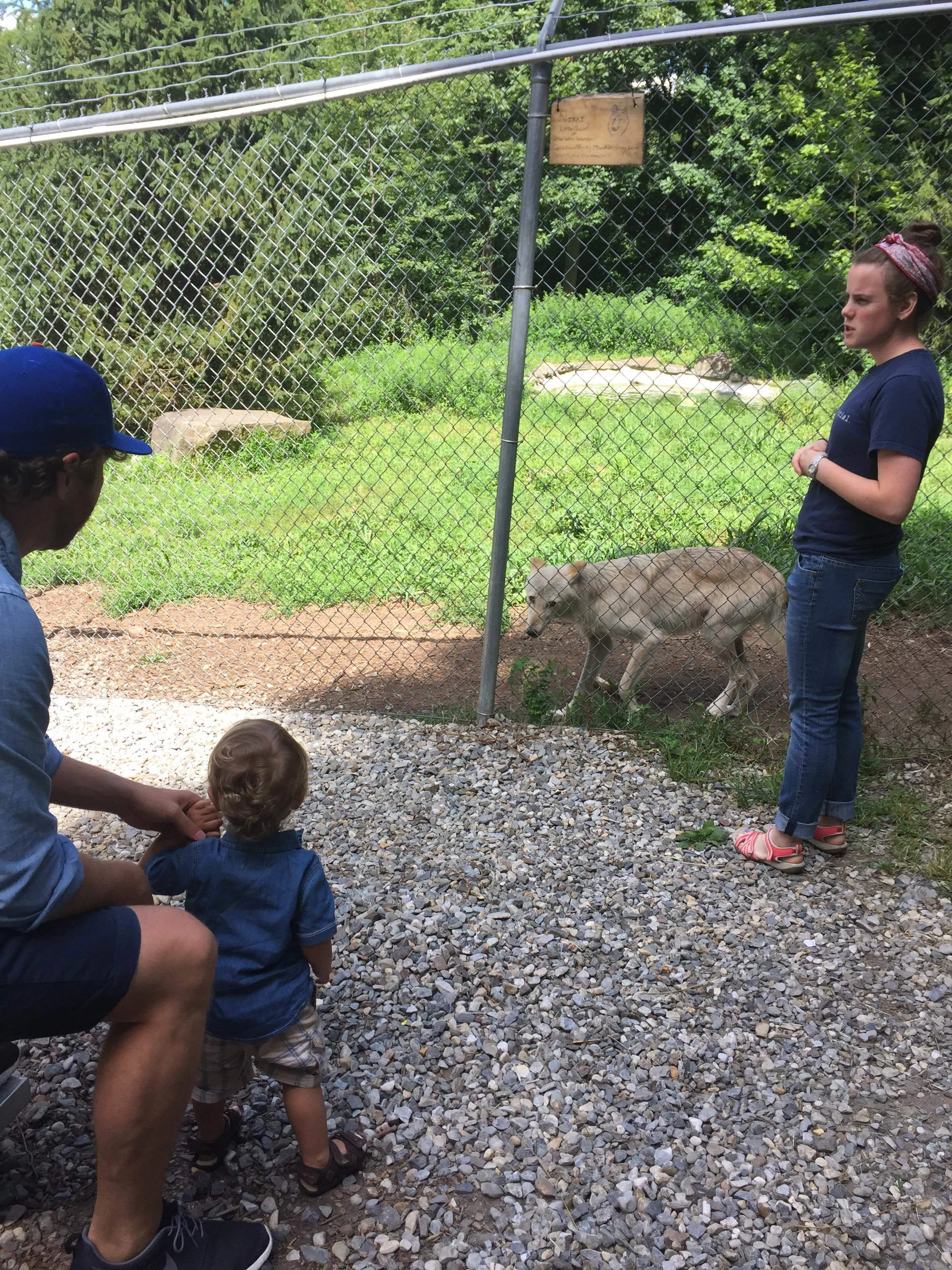 Wolves of North America 