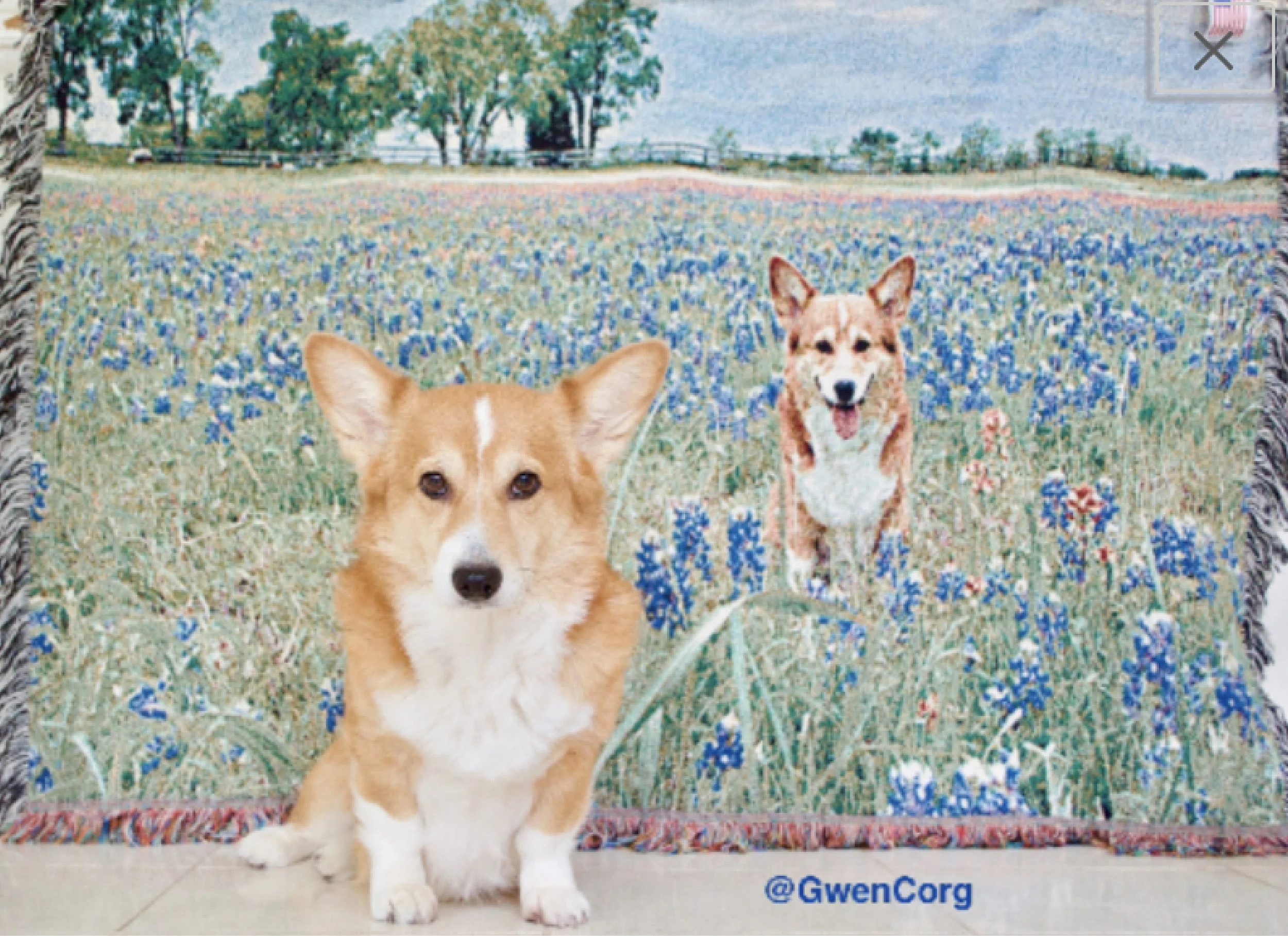 dog personalized blanket