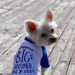 promoted to big brother dog shirt