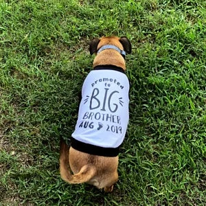 promoted to big brother dog shirt