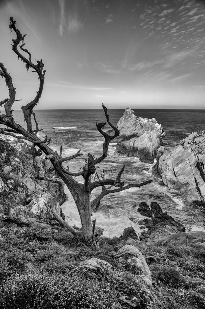 Point Lobos-2.jpg