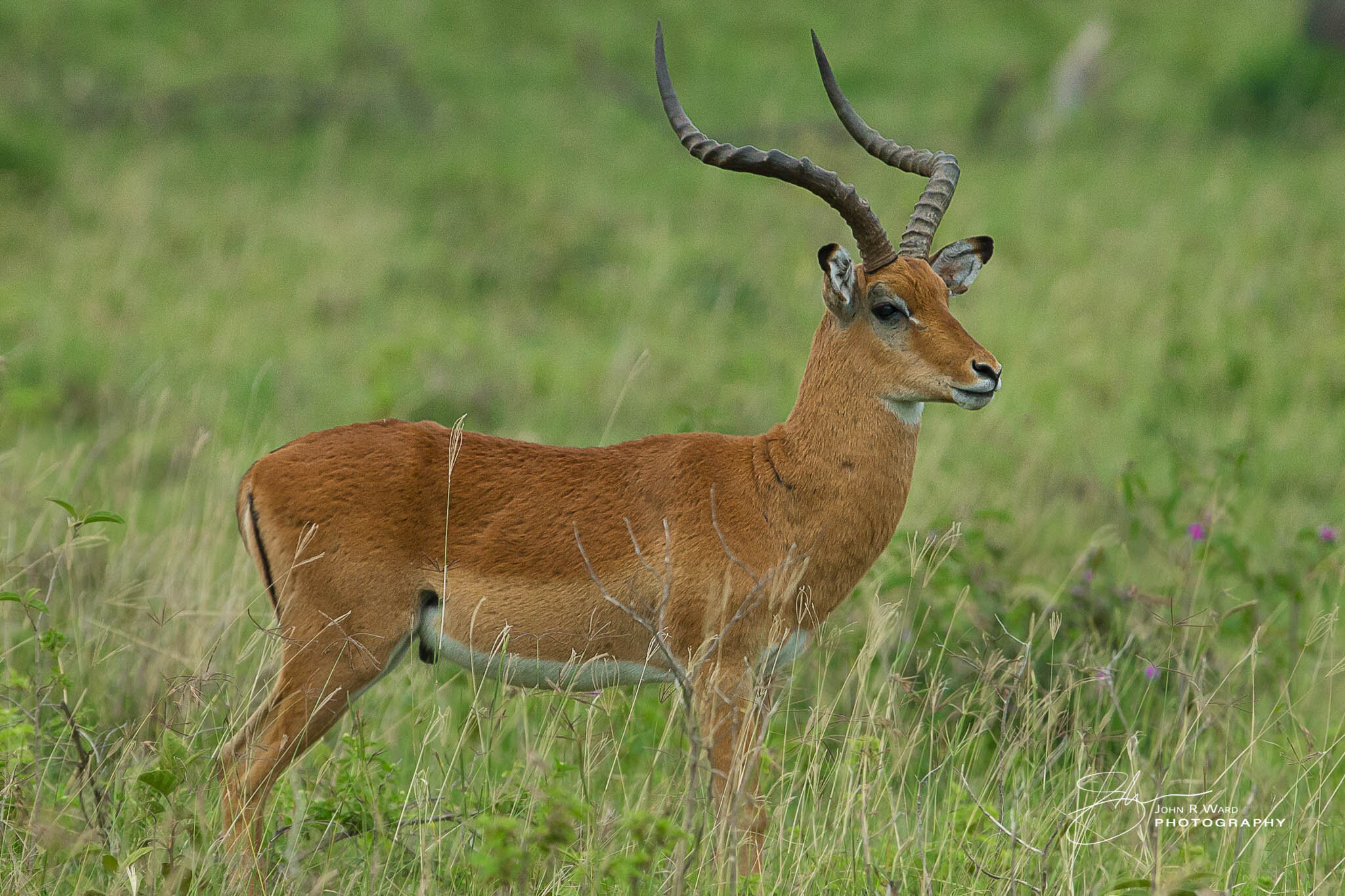 2014 Kenya-394.jpg