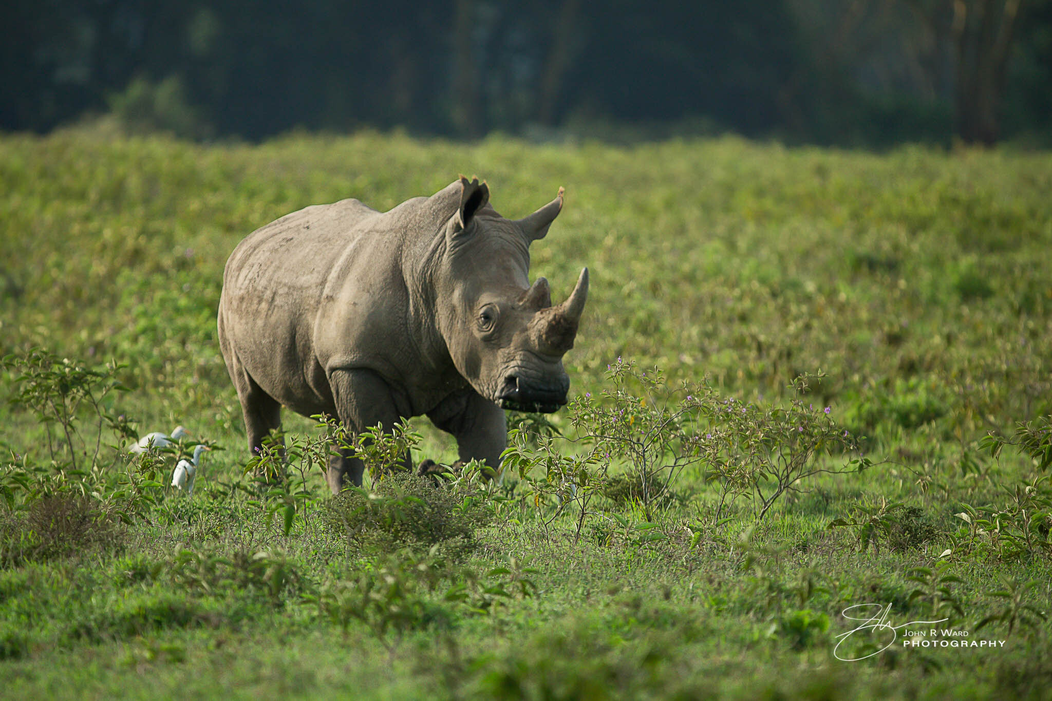 2014 Kenya-491-2.jpg