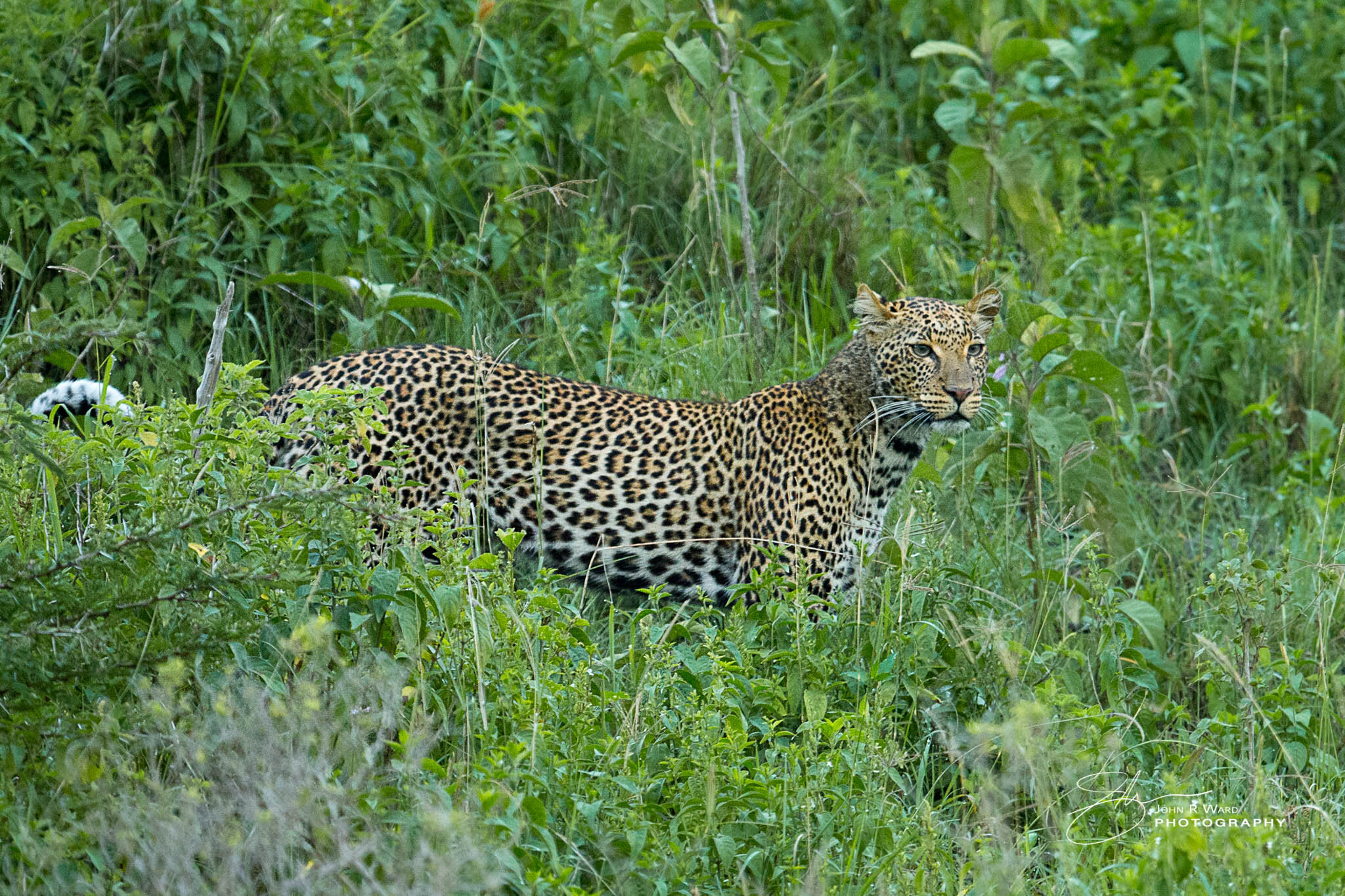 2014 Kenya-711.jpg