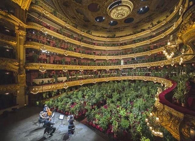 An audience worth playing for ... 🌳🌎
#secretlifeofplants .
.

The Uceli string quartet performs for 2,292 potted plants at the Barcelona Opera on June 22, 2020.
Jordi Vidal / Getty Images