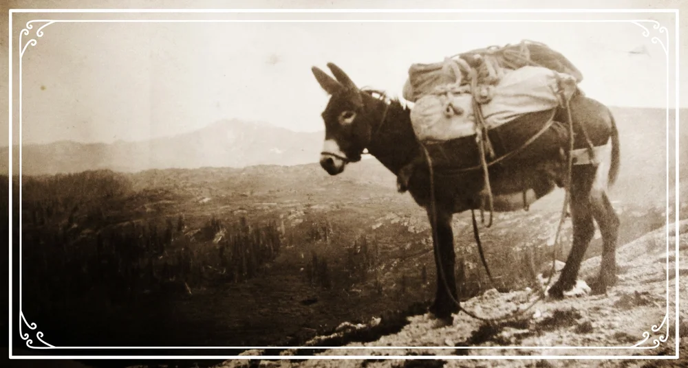 Beasts Of Burden The American Alpine Club