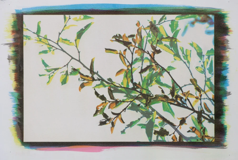 Between the Leaves, No. 23