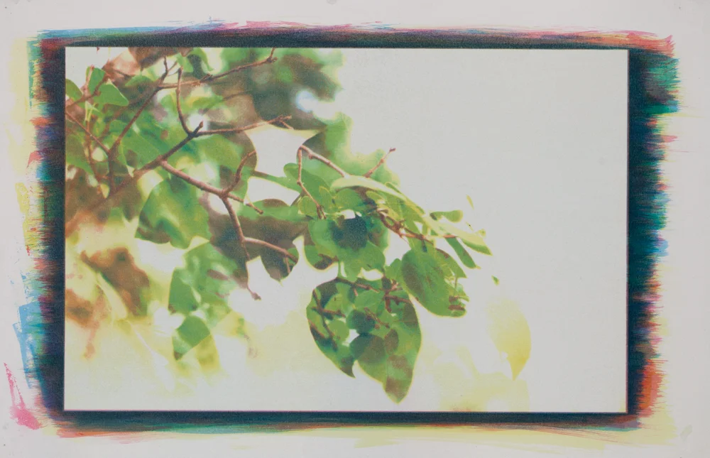 Between the Leaves, No. 15