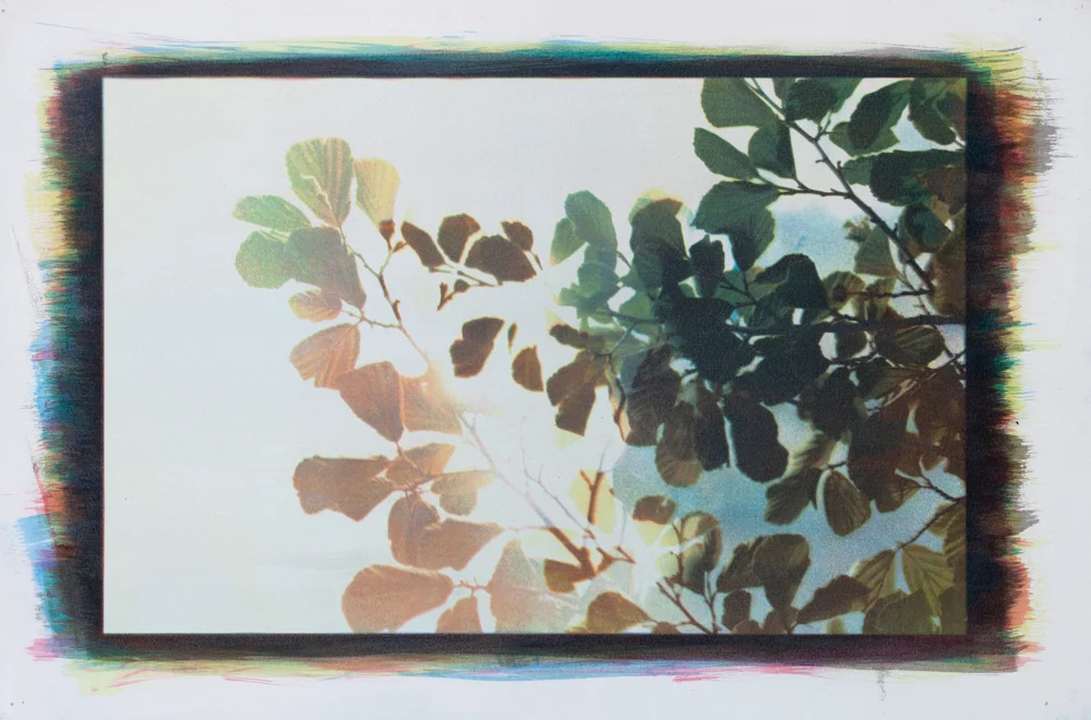 Between the Leaves, No. 16