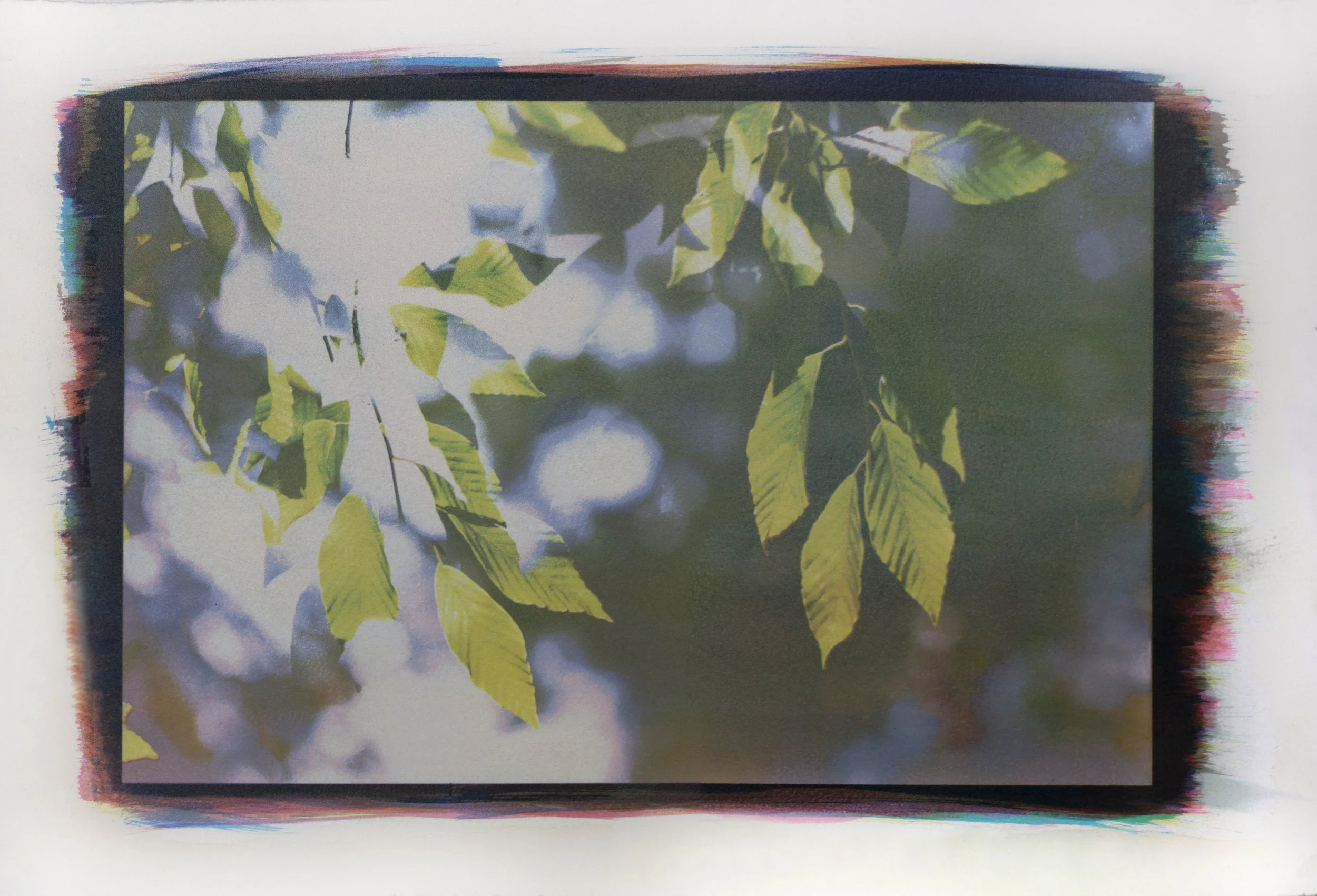 Between the Leaves, No. 13