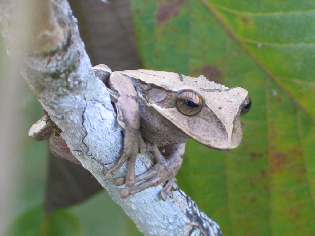 Gastrotheca sp. | Los Llanos, Venezuela