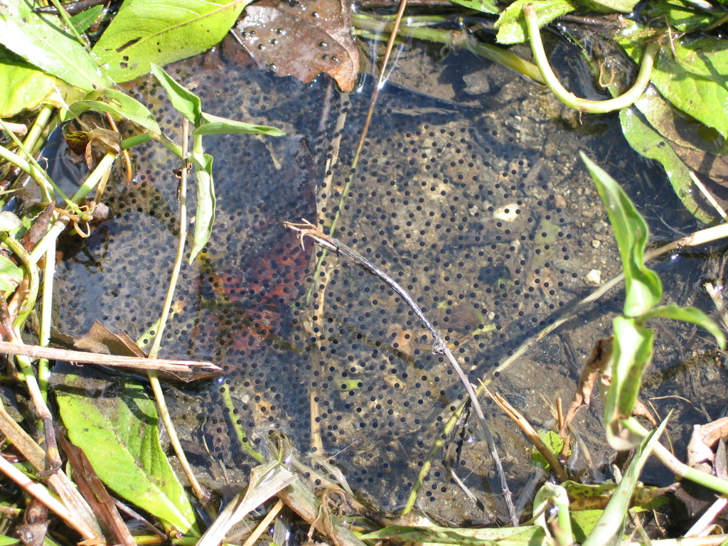 Egg mass
