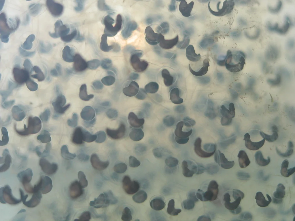Northern red-legged frog egg mass