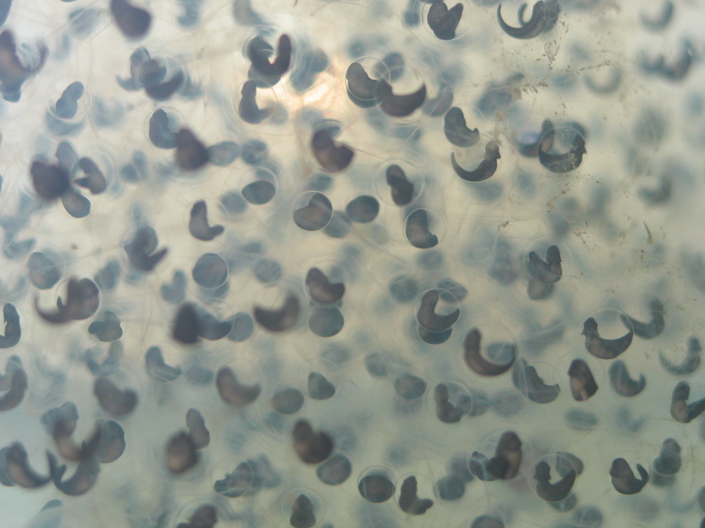Northern red-legged frog egg mass