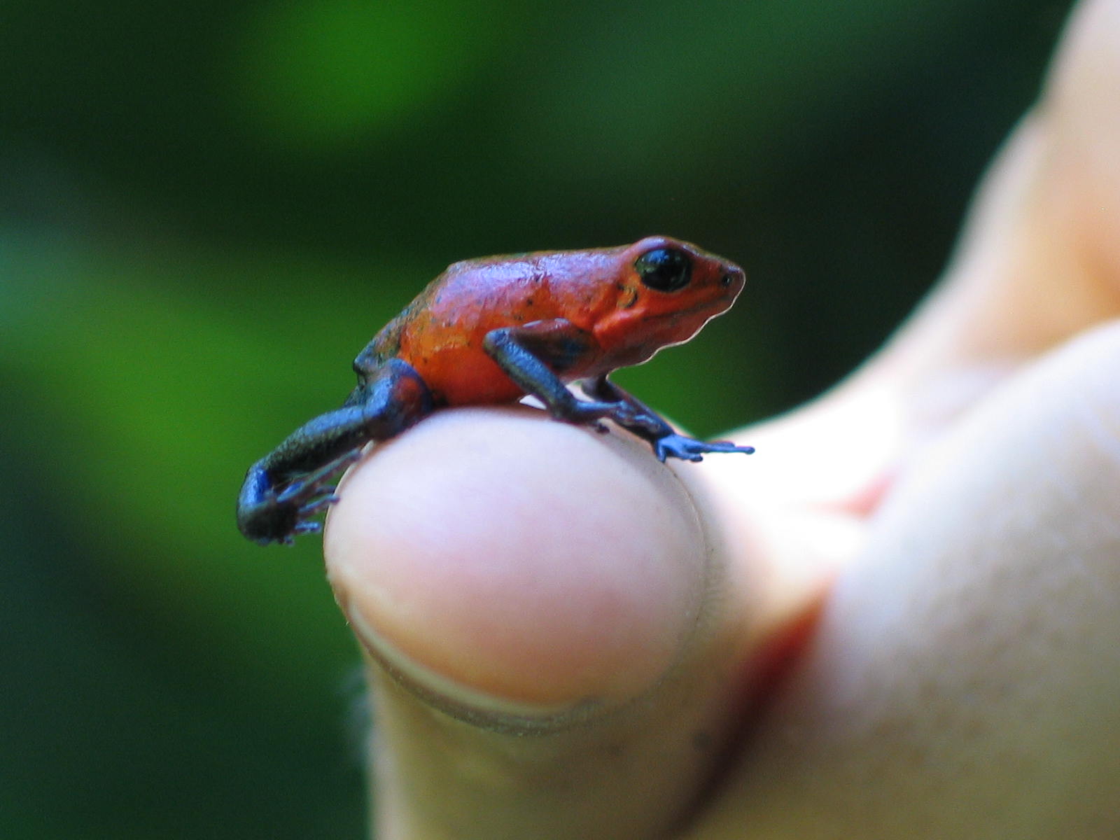 Strawberry poison-dart frog