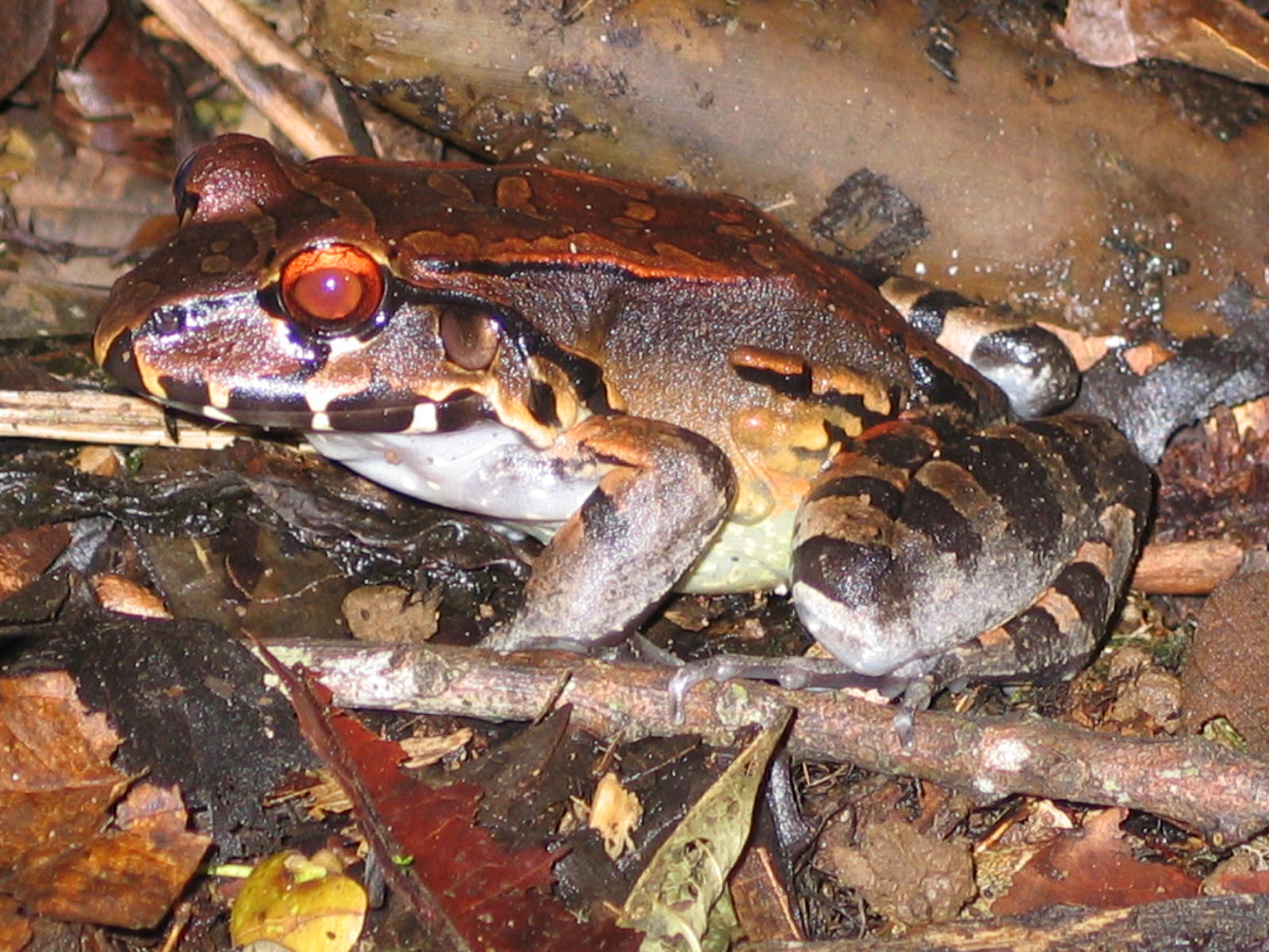 Smoky jungle frog